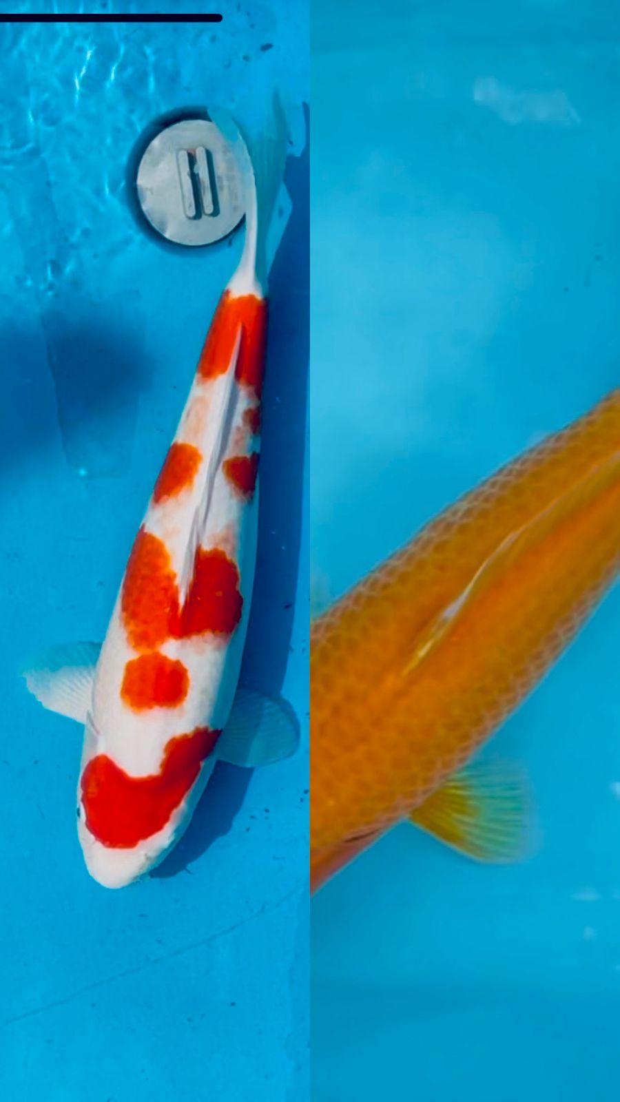 Lelang Koi Online, Jual Beli Ikan Koi, Pasar Koi Terbaik, Agen Lelang Koi, Penawaran Koi Berkualitas, Harga Jual Koi, Lelang Ikan Koi Import, Beli Koi Online, Jual Koi Murah, Koi Showroom, Penjual Koi Terpercaya, Lelang Koi Jakarta, Jual Koi Lokal, Koi Kualitas Unggul, Harga Terbaik Koi, Jual Koi Indukan, Lelang Ikan Hias Koi, Pasar Koi Indonesia, Beli Koi Berkualitas Tinggi, Koi Farm Terbesar, Jual Beli Koi Impor, Lelang Ikan Koi Kualitas Premium, Daftar Harga Koi Terbaru, Pusat Jual Beli Koi, Info Lelang Koi Hari Ini.