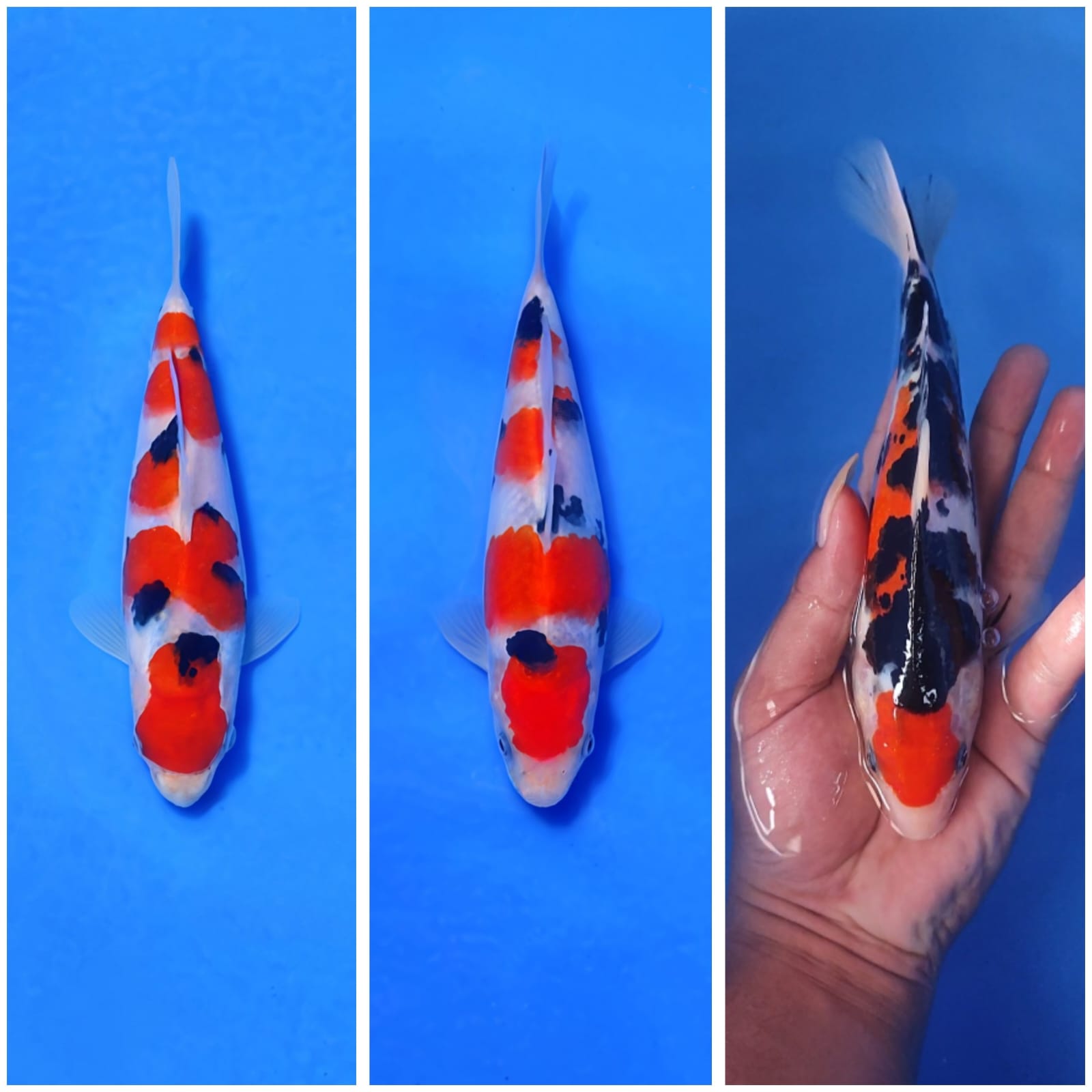 Lelang Koi Online, Jual Beli Ikan Koi, Pasar Koi Terbaik, Agen Lelang Koi, Penawaran Koi Berkualitas, Harga Jual Koi, Lelang Ikan Koi Import, Beli Koi Online, Jual Koi Murah, Koi Showroom, Penjual Koi Terpercaya, Lelang Koi Jakarta, Jual Koi Lokal, Koi Kualitas Unggul, Harga Terbaik Koi, Jual Koi Indukan, Lelang Ikan Hias Koi, Pasar Koi Indonesia, Beli Koi Berkualitas Tinggi, Koi Farm Terbesar, Jual Beli Koi Impor, Lelang Ikan Koi Kualitas Premium, Daftar Harga Koi Terbaru, Pusat Jual Beli Koi, Info Lelang Koi Hari Ini.
