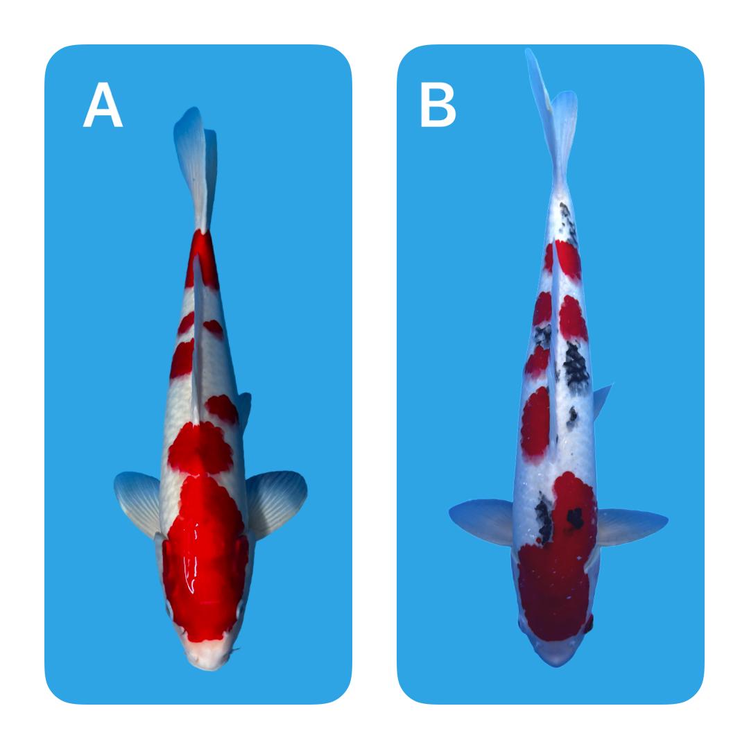 Lelang Koi Online, Jual Beli Ikan Koi, Pasar Koi Terbaik, Agen Lelang Koi, Penawaran Koi Berkualitas, Harga Jual Koi, Lelang Ikan Koi Import, Beli Koi Online, Jual Koi Murah, Koi Showroom, Penjual Koi Terpercaya, Lelang Koi Jakarta, Jual Koi Lokal, Koi Kualitas Unggul, Harga Terbaik Koi, Jual Koi Indukan, Lelang Ikan Hias Koi, Pasar Koi Indonesia, Beli Koi Berkualitas Tinggi, Koi Farm Terbesar, Jual Beli Koi Impor, Lelang Ikan Koi Kualitas Premium, Daftar Harga Koi Terbaru, Pusat Jual Beli Koi, Info Lelang Koi Hari Ini.