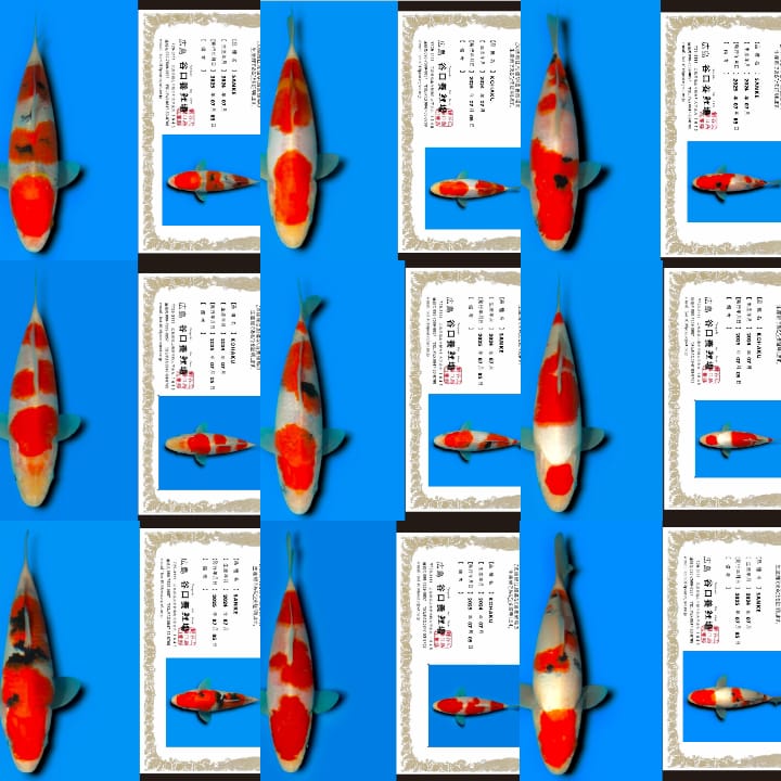 Lelang Koi Online, Jual Beli Ikan Koi, Pasar Koi Terbaik, Agen Lelang Koi, Penawaran Koi Berkualitas, Harga Jual Koi, Lelang Ikan Koi Import, Beli Koi Online, Jual Koi Murah, Koi Showroom, Penjual Koi Terpercaya, Lelang Koi Jakarta, Jual Koi Lokal, Koi Kualitas Unggul, Harga Terbaik Koi, Jual Koi Indukan, Lelang Ikan Hias Koi, Pasar Koi Indonesia, Beli Koi Berkualitas Tinggi, Koi Farm Terbesar, Jual Beli Koi Impor, Lelang Ikan Koi Kualitas Premium, Daftar Harga Koi Terbaru, Pusat Jual Beli Koi, Info Lelang Koi Hari Ini.