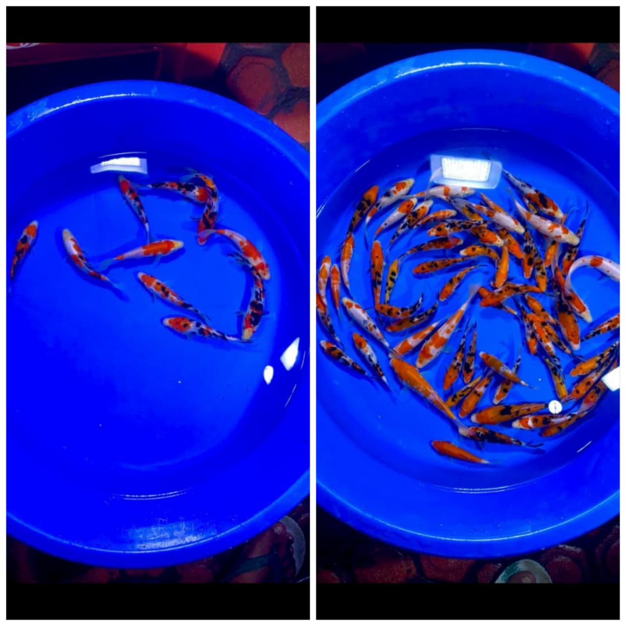 Lelang Koi Online, Jual Beli Ikan Koi, Pasar Koi Terbaik, Agen Lelang Koi, Penawaran Koi Berkualitas, Harga Jual Koi, Lelang Ikan Koi Import, Beli Koi Online, Jual Koi Murah, Koi Showroom, Penjual Koi Terpercaya, Lelang Koi Jakarta, Jual Koi Lokal, Koi Kualitas Unggul, Harga Terbaik Koi, Jual Koi Indukan, Lelang Ikan Hias Koi, Pasar Koi Indonesia, Beli Koi Berkualitas Tinggi, Koi Farm Terbesar, Jual Beli Koi Impor, Lelang Ikan Koi Kualitas Premium, Daftar Harga Koi Terbaru, Pusat Jual Beli Koi, Info Lelang Koi Hari Ini.