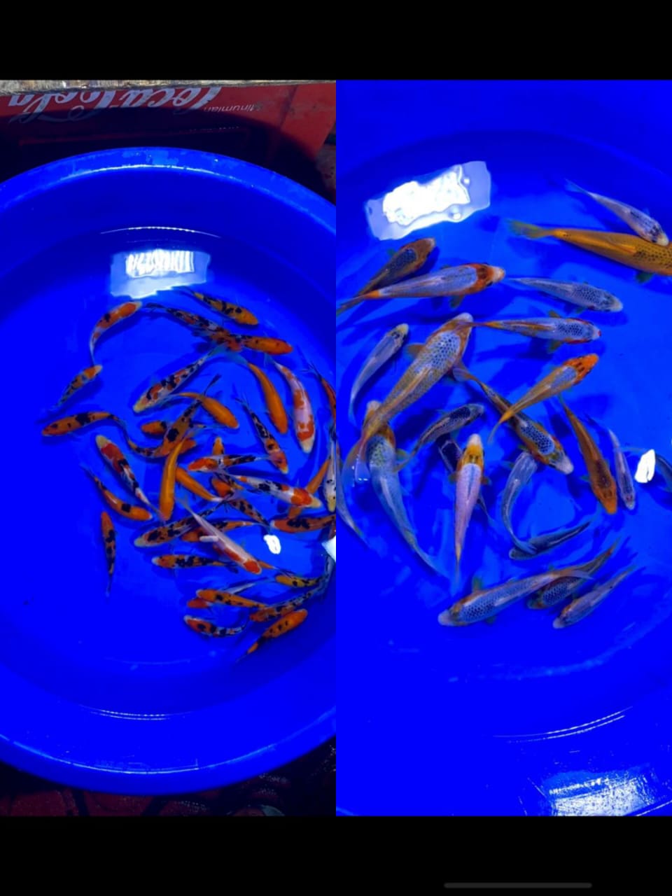 Lelang Koi Online, Jual Beli Ikan Koi, Pasar Koi Terbaik, Agen Lelang Koi, Penawaran Koi Berkualitas, Harga Jual Koi, Lelang Ikan Koi Import, Beli Koi Online, Jual Koi Murah, Koi Showroom, Penjual Koi Terpercaya, Lelang Koi Jakarta, Jual Koi Lokal, Koi Kualitas Unggul, Harga Terbaik Koi, Jual Koi Indukan, Lelang Ikan Hias Koi, Pasar Koi Indonesia, Beli Koi Berkualitas Tinggi, Koi Farm Terbesar, Jual Beli Koi Impor, Lelang Ikan Koi Kualitas Premium, Daftar Harga Koi Terbaru, Pusat Jual Beli Koi, Info Lelang Koi Hari Ini.