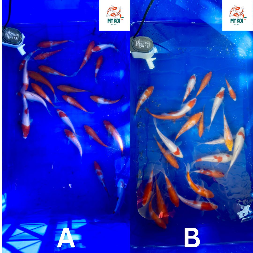 Lelang Koi Online, Jual Beli Ikan Koi, Pasar Koi Terbaik, Agen Lelang Koi, Penawaran Koi Berkualitas, Harga Jual Koi, Lelang Ikan Koi Import, Beli Koi Online, Jual Koi Murah, Koi Showroom, Penjual Koi Terpercaya, Lelang Koi Jakarta, Jual Koi Lokal, Koi Kualitas Unggul, Harga Terbaik Koi, Jual Koi Indukan, Lelang Ikan Hias Koi, Pasar Koi Indonesia, Beli Koi Berkualitas Tinggi, Koi Farm Terbesar, Jual Beli Koi Impor, Lelang Ikan Koi Kualitas Premium, Daftar Harga Koi Terbaru, Pusat Jual Beli Koi, Info Lelang Koi Hari Ini.