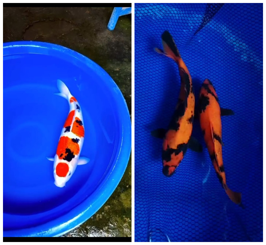 Lelang Koi Online, Jual Beli Ikan Koi, Pasar Koi Terbaik, Agen Lelang Koi, Penawaran Koi Berkualitas, Harga Jual Koi, Lelang Ikan Koi Import, Beli Koi Online, Jual Koi Murah, Koi Showroom, Penjual Koi Terpercaya, Lelang Koi Jakarta, Jual Koi Lokal, Koi Kualitas Unggul, Harga Terbaik Koi, Jual Koi Indukan, Lelang Ikan Hias Koi, Pasar Koi Indonesia, Beli Koi Berkualitas Tinggi, Koi Farm Terbesar, Jual Beli Koi Impor, Lelang Ikan Koi Kualitas Premium, Daftar Harga Koi Terbaru, Pusat Jual Beli Koi, Info Lelang Koi Hari Ini.