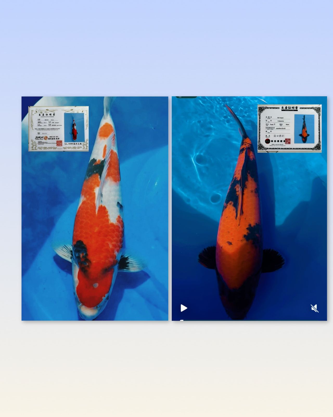 Lelang Koi Online, Jual Beli Ikan Koi, Pasar Koi Terbaik, Agen Lelang Koi, Penawaran Koi Berkualitas, Harga Jual Koi, Lelang Ikan Koi Import, Beli Koi Online, Jual Koi Murah, Koi Showroom, Penjual Koi Terpercaya, Lelang Koi Jakarta, Jual Koi Lokal, Koi Kualitas Unggul, Harga Terbaik Koi, Jual Koi Indukan, Lelang Ikan Hias Koi, Pasar Koi Indonesia, Beli Koi Berkualitas Tinggi, Koi Farm Terbesar, Jual Beli Koi Impor, Lelang Ikan Koi Kualitas Premium, Daftar Harga Koi Terbaru, Pusat Jual Beli Koi, Info Lelang Koi Hari Ini.