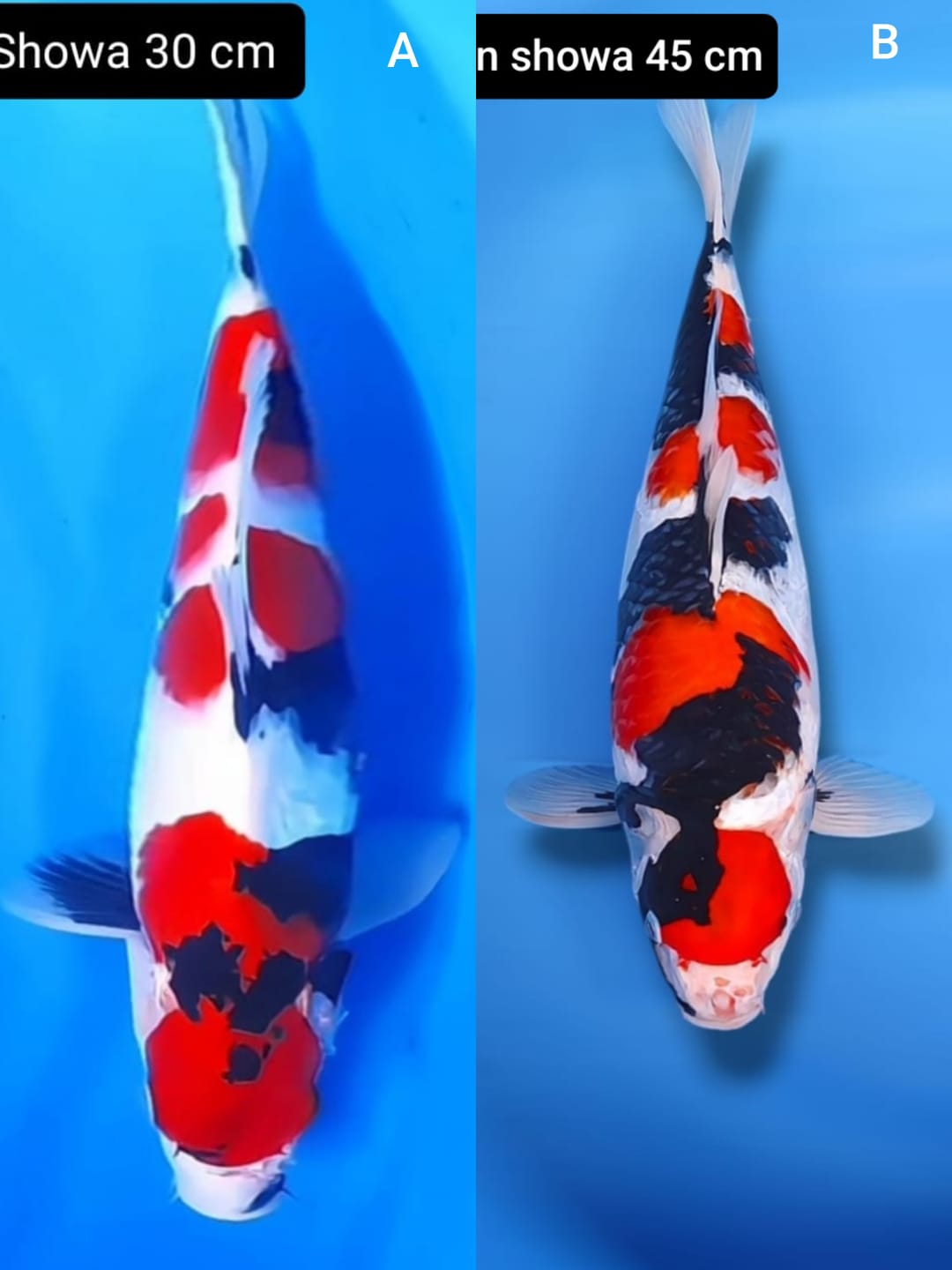 Lelang Koi Online, Jual Beli Ikan Koi, Pasar Koi Terbaik, Agen Lelang Koi, Penawaran Koi Berkualitas, Harga Jual Koi, Lelang Ikan Koi Import, Beli Koi Online, Jual Koi Murah, Koi Showroom, Penjual Koi Terpercaya, Lelang Koi Jakarta, Jual Koi Lokal, Koi Kualitas Unggul, Harga Terbaik Koi, Jual Koi Indukan, Lelang Ikan Hias Koi, Pasar Koi Indonesia, Beli Koi Berkualitas Tinggi, Koi Farm Terbesar, Jual Beli Koi Impor, Lelang Ikan Koi Kualitas Premium, Daftar Harga Koi Terbaru, Pusat Jual Beli Koi, Info Lelang Koi Hari Ini.