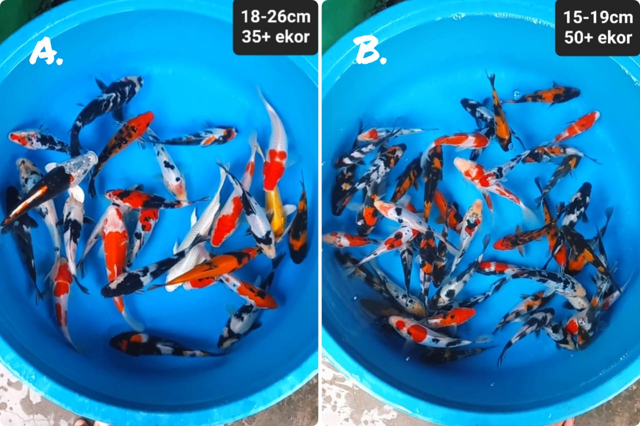Lelang Koi Online, Jual Beli Ikan Koi, Pasar Koi Terbaik, Agen Lelang Koi, Penawaran Koi Berkualitas, Harga Jual Koi, Lelang Ikan Koi Import, Beli Koi Online, Jual Koi Murah, Koi Showroom, Penjual Koi Terpercaya, Lelang Koi Jakarta, Jual Koi Lokal, Koi Kualitas Unggul, Harga Terbaik Koi, Jual Koi Indukan, Lelang Ikan Hias Koi, Pasar Koi Indonesia, Beli Koi Berkualitas Tinggi, Koi Farm Terbesar, Jual Beli Koi Impor, Lelang Ikan Koi Kualitas Premium, Daftar Harga Koi Terbaru, Pusat Jual Beli Koi, Info Lelang Koi Hari Ini.