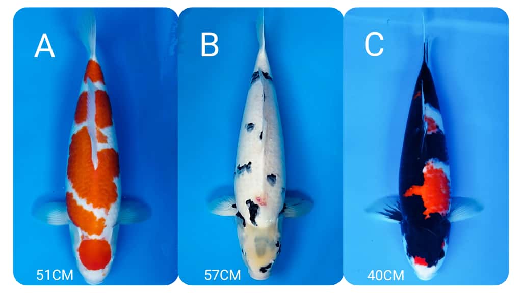 Lelang Koi Online, Jual Beli Ikan Koi, Pasar Koi Terbaik, Agen Lelang Koi, Penawaran Koi Berkualitas, Harga Jual Koi, Lelang Ikan Koi Import, Beli Koi Online, Jual Koi Murah, Koi Showroom, Penjual Koi Terpercaya, Lelang Koi Jakarta, Jual Koi Lokal, Koi Kualitas Unggul, Harga Terbaik Koi, Jual Koi Indukan, Lelang Ikan Hias Koi, Pasar Koi Indonesia, Beli Koi Berkualitas Tinggi, Koi Farm Terbesar, Jual Beli Koi Impor, Lelang Ikan Koi Kualitas Premium, Daftar Harga Koi Terbaru, Pusat Jual Beli Koi, Info Lelang Koi Hari Ini.