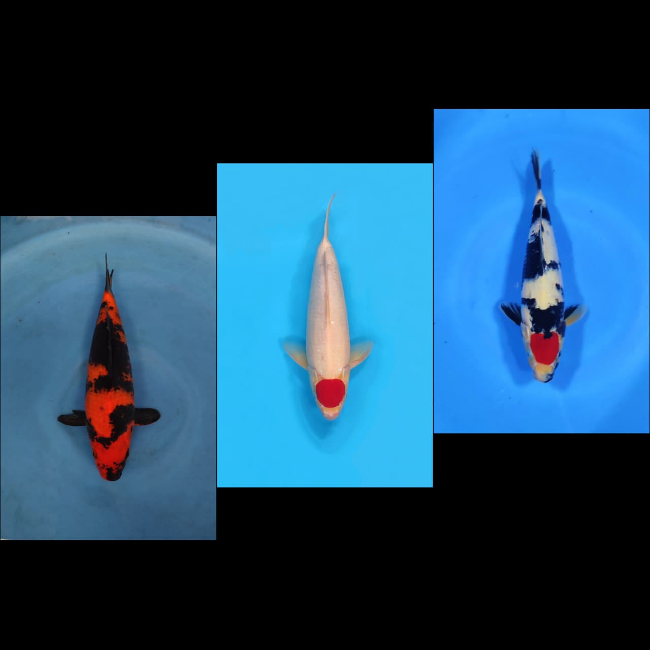 Lelang Koi Online, Jual Beli Ikan Koi, Pasar Koi Terbaik, Agen Lelang Koi, Penawaran Koi Berkualitas, Harga Jual Koi, Lelang Ikan Koi Import, Beli Koi Online, Jual Koi Murah, Koi Showroom, Penjual Koi Terpercaya, Lelang Koi Jakarta, Jual Koi Lokal, Koi Kualitas Unggul, Harga Terbaik Koi, Jual Koi Indukan, Lelang Ikan Hias Koi, Pasar Koi Indonesia, Beli Koi Berkualitas Tinggi, Koi Farm Terbesar, Jual Beli Koi Impor, Lelang Ikan Koi Kualitas Premium, Daftar Harga Koi Terbaru, Pusat Jual Beli Koi, Info Lelang Koi Hari Ini.