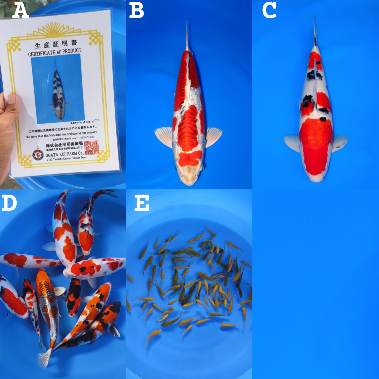 Lelang Koi Online, Jual Beli Ikan Koi, Pasar Koi Terbaik, Agen Lelang Koi, Penawaran Koi Berkualitas, Harga Jual Koi, Lelang Ikan Koi Import, Beli Koi Online, Jual Koi Murah, Koi Showroom, Penjual Koi Terpercaya, Lelang Koi Jakarta, Jual Koi Lokal, Koi Kualitas Unggul, Harga Terbaik Koi, Jual Koi Indukan, Lelang Ikan Hias Koi, Pasar Koi Indonesia, Beli Koi Berkualitas Tinggi, Koi Farm Terbesar, Jual Beli Koi Impor, Lelang Ikan Koi Kualitas Premium, Daftar Harga Koi Terbaru, Pusat Jual Beli Koi, Info Lelang Koi Hari Ini.