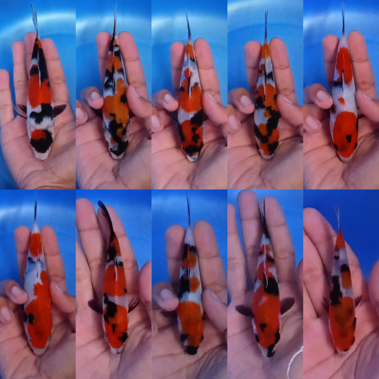 Lelang Koi Online, Jual Beli Ikan Koi, Pasar Koi Terbaik, Agen Lelang Koi, Penawaran Koi Berkualitas, Harga Jual Koi, Lelang Ikan Koi Import, Beli Koi Online, Jual Koi Murah, Koi Showroom, Penjual Koi Terpercaya, Lelang Koi Jakarta, Jual Koi Lokal, Koi Kualitas Unggul, Harga Terbaik Koi, Jual Koi Indukan, Lelang Ikan Hias Koi, Pasar Koi Indonesia, Beli Koi Berkualitas Tinggi, Koi Farm Terbesar, Jual Beli Koi Impor, Lelang Ikan Koi Kualitas Premium, Daftar Harga Koi Terbaru, Pusat Jual Beli Koi, Info Lelang Koi Hari Ini.