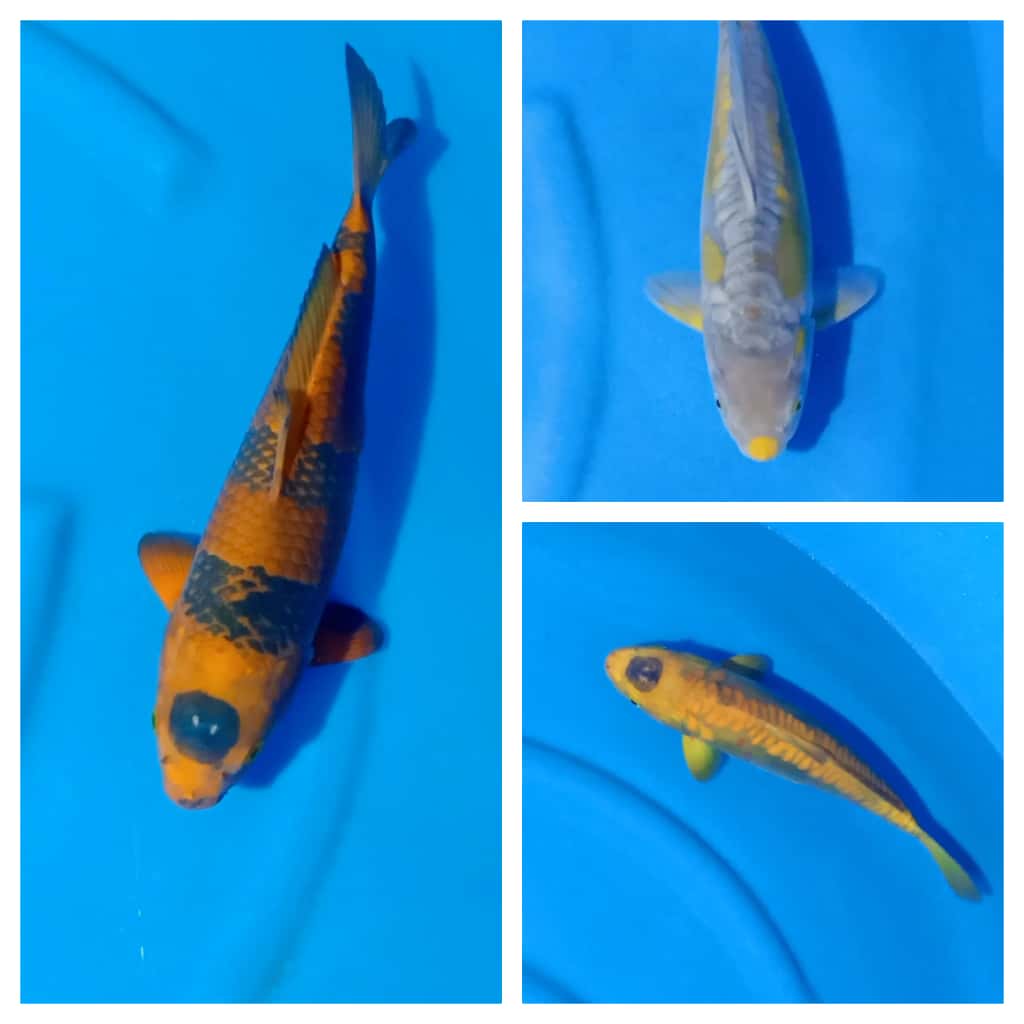 Lelang Koi Online, Jual Beli Ikan Koi, Pasar Koi Terbaik, Agen Lelang Koi, Penawaran Koi Berkualitas, Harga Jual Koi, Lelang Ikan Koi Import, Beli Koi Online, Jual Koi Murah, Koi Showroom, Penjual Koi Terpercaya, Lelang Koi Jakarta, Jual Koi Lokal, Koi Kualitas Unggul, Harga Terbaik Koi, Jual Koi Indukan, Lelang Ikan Hias Koi, Pasar Koi Indonesia, Beli Koi Berkualitas Tinggi, Koi Farm Terbesar, Jual Beli Koi Impor, Lelang Ikan Koi Kualitas Premium, Daftar Harga Koi Terbaru, Pusat Jual Beli Koi, Info Lelang Koi Hari Ini.