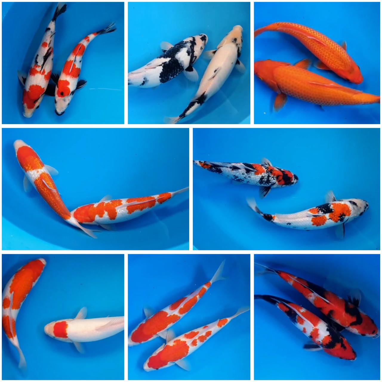 Lelang Koi Online, Jual Beli Ikan Koi, Pasar Koi Terbaik, Agen Lelang Koi, Penawaran Koi Berkualitas, Harga Jual Koi, Lelang Ikan Koi Import, Beli Koi Online, Jual Koi Murah, Koi Showroom, Penjual Koi Terpercaya, Lelang Koi Jakarta, Jual Koi Lokal, Koi Kualitas Unggul, Harga Terbaik Koi, Jual Koi Indukan, Lelang Ikan Hias Koi, Pasar Koi Indonesia, Beli Koi Berkualitas Tinggi, Koi Farm Terbesar, Jual Beli Koi Impor, Lelang Ikan Koi Kualitas Premium, Daftar Harga Koi Terbaru, Pusat Jual Beli Koi, Info Lelang Koi Hari Ini.
