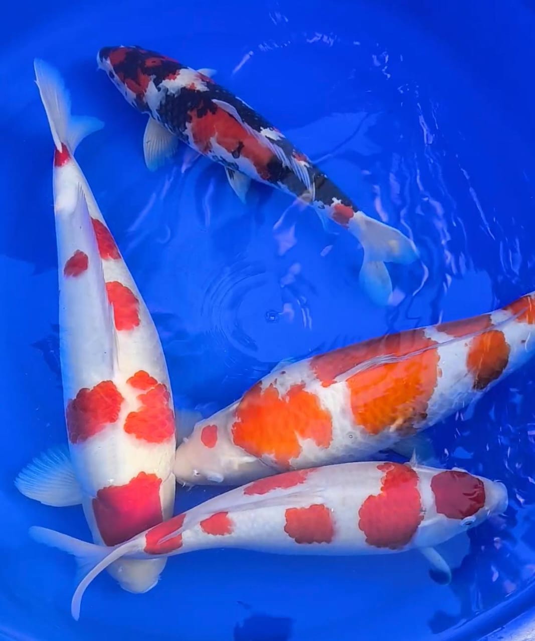 Lelang Koi Online, Jual Beli Ikan Koi, Pasar Koi Terbaik, Agen Lelang Koi, Penawaran Koi Berkualitas, Harga Jual Koi, Lelang Ikan Koi Import, Beli Koi Online, Jual Koi Murah, Koi Showroom, Penjual Koi Terpercaya, Lelang Koi Jakarta, Jual Koi Lokal, Koi Kualitas Unggul, Harga Terbaik Koi, Jual Koi Indukan, Lelang Ikan Hias Koi, Pasar Koi Indonesia, Beli Koi Berkualitas Tinggi, Koi Farm Terbesar, Jual Beli Koi Impor, Lelang Ikan Koi Kualitas Premium, Daftar Harga Koi Terbaru, Pusat Jual Beli Koi, Info Lelang Koi Hari Ini.