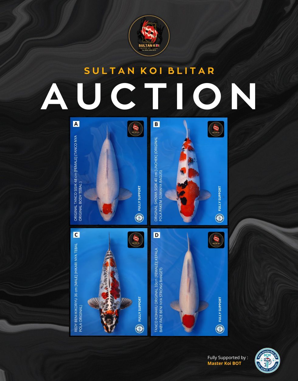 Lelang Koi Online, Jual Beli Ikan Koi, Pasar Koi Terbaik, Agen Lelang Koi, Penawaran Koi Berkualitas, Harga Jual Koi, Lelang Ikan Koi Import, Beli Koi Online, Jual Koi Murah, Koi Showroom, Penjual Koi Terpercaya, Lelang Koi Jakarta, Jual Koi Lokal, Koi Kualitas Unggul, Harga Terbaik Koi, Jual Koi Indukan, Lelang Ikan Hias Koi, Pasar Koi Indonesia, Beli Koi Berkualitas Tinggi, Koi Farm Terbesar, Jual Beli Koi Impor, Lelang Ikan Koi Kualitas Premium, Daftar Harga Koi Terbaru, Pusat Jual Beli Koi, Info Lelang Koi Hari Ini.