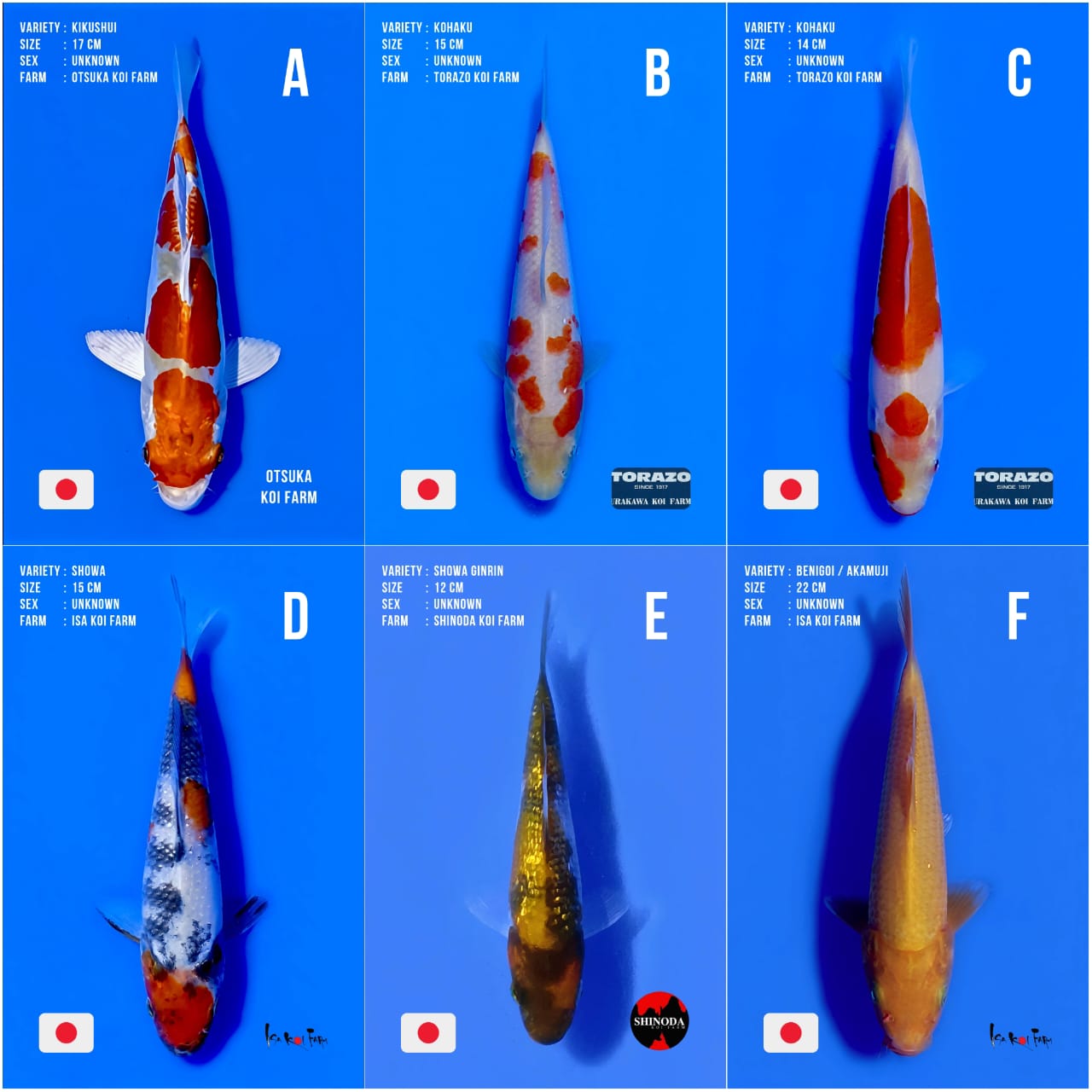 Lelang Koi Online, Jual Beli Ikan Koi, Pasar Koi Terbaik, Agen Lelang Koi, Penawaran Koi Berkualitas, Harga Jual Koi, Lelang Ikan Koi Import, Beli Koi Online, Jual Koi Murah, Koi Showroom, Penjual Koi Terpercaya, Lelang Koi Jakarta, Jual Koi Lokal, Koi Kualitas Unggul, Harga Terbaik Koi, Jual Koi Indukan, Lelang Ikan Hias Koi, Pasar Koi Indonesia, Beli Koi Berkualitas Tinggi, Koi Farm Terbesar, Jual Beli Koi Impor, Lelang Ikan Koi Kualitas Premium, Daftar Harga Koi Terbaru, Pusat Jual Beli Koi, Info Lelang Koi Hari Ini.