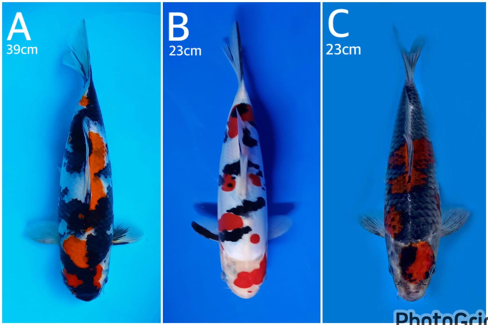 Lelang Koi Online, Jual Beli Ikan Koi, Pasar Koi Terbaik, Agen Lelang Koi, Penawaran Koi Berkualitas, Harga Jual Koi, Lelang Ikan Koi Import, Beli Koi Online, Jual Koi Murah, Koi Showroom, Penjual Koi Terpercaya, Lelang Koi Jakarta, Jual Koi Lokal, Koi Kualitas Unggul, Harga Terbaik Koi, Jual Koi Indukan, Lelang Ikan Hias Koi, Pasar Koi Indonesia, Beli Koi Berkualitas Tinggi, Koi Farm Terbesar, Jual Beli Koi Impor, Lelang Ikan Koi Kualitas Premium, Daftar Harga Koi Terbaru, Pusat Jual Beli Koi, Info Lelang Koi Hari Ini.