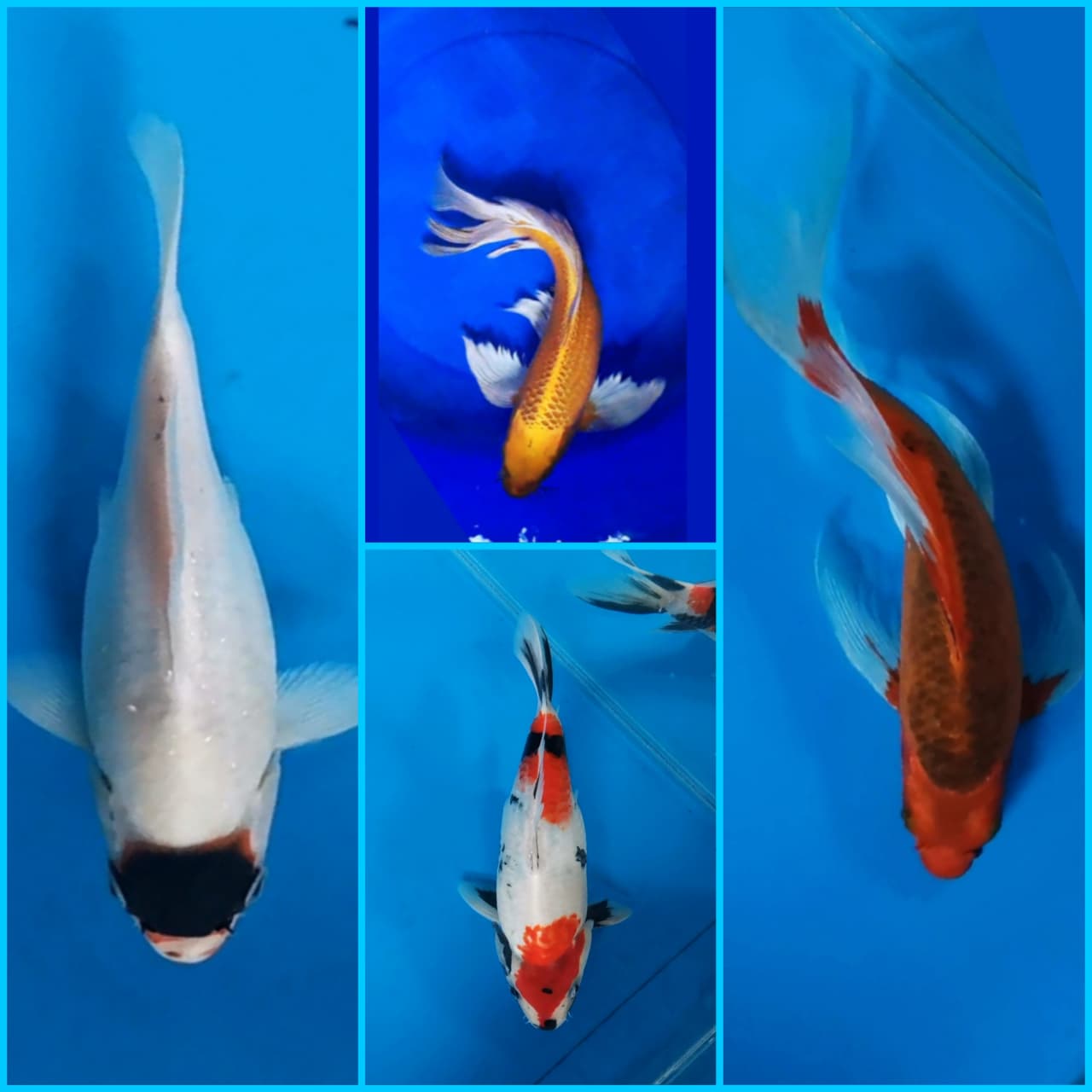 Lelang Koi Online, Jual Beli Ikan Koi, Pasar Koi Terbaik, Agen Lelang Koi, Penawaran Koi Berkualitas, Harga Jual Koi, Lelang Ikan Koi Import, Beli Koi Online, Jual Koi Murah, Koi Showroom, Penjual Koi Terpercaya, Lelang Koi Jakarta, Jual Koi Lokal, Koi Kualitas Unggul, Harga Terbaik Koi, Jual Koi Indukan, Lelang Ikan Hias Koi, Pasar Koi Indonesia, Beli Koi Berkualitas Tinggi, Koi Farm Terbesar, Jual Beli Koi Impor, Lelang Ikan Koi Kualitas Premium, Daftar Harga Koi Terbaru, Pusat Jual Beli Koi, Info Lelang Koi Hari Ini.