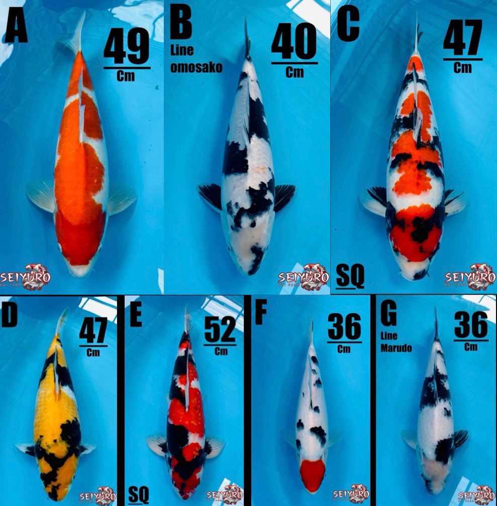 Lelang Koi Online, Jual Beli Ikan Koi, Pasar Koi Terbaik, Agen Lelang Koi, Penawaran Koi Berkualitas, Harga Jual Koi, Lelang Ikan Koi Import, Beli Koi Online, Jual Koi Murah, Koi Showroom, Penjual Koi Terpercaya, Lelang Koi Jakarta, Jual Koi Lokal, Koi Kualitas Unggul, Harga Terbaik Koi, Jual Koi Indukan, Lelang Ikan Hias Koi, Pasar Koi Indonesia, Beli Koi Berkualitas Tinggi, Koi Farm Terbesar, Jual Beli Koi Impor, Lelang Ikan Koi Kualitas Premium, Daftar Harga Koi Terbaru, Pusat Jual Beli Koi, Info Lelang Koi Hari Ini.