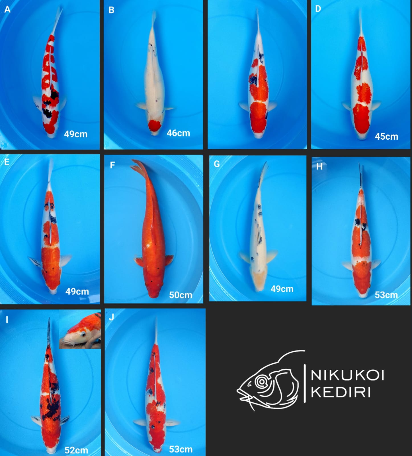 Lelang Koi Online, Jual Beli Ikan Koi, Pasar Koi Terbaik, Agen Lelang Koi, Penawaran Koi Berkualitas, Harga Jual Koi, Lelang Ikan Koi Import, Beli Koi Online, Jual Koi Murah, Koi Showroom, Penjual Koi Terpercaya, Lelang Koi Jakarta, Jual Koi Lokal, Koi Kualitas Unggul, Harga Terbaik Koi, Jual Koi Indukan, Lelang Ikan Hias Koi, Pasar Koi Indonesia, Beli Koi Berkualitas Tinggi, Koi Farm Terbesar, Jual Beli Koi Impor, Lelang Ikan Koi Kualitas Premium, Daftar Harga Koi Terbaru, Pusat Jual Beli Koi, Info Lelang Koi Hari Ini.