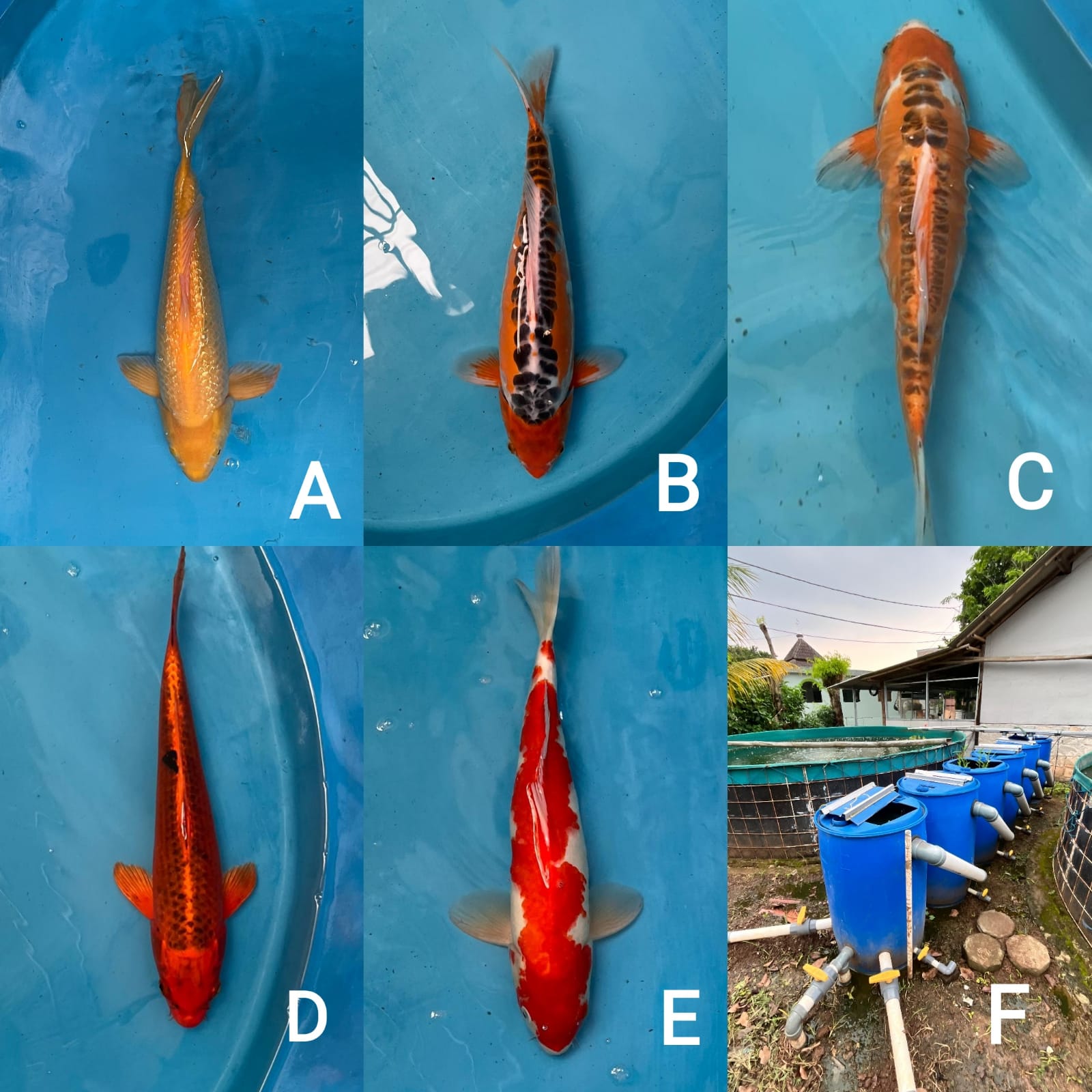 Lelang Koi Online, Jual Beli Ikan Koi, Pasar Koi Terbaik, Agen Lelang Koi, Penawaran Koi Berkualitas, Harga Jual Koi, Lelang Ikan Koi Import, Beli Koi Online, Jual Koi Murah, Koi Showroom, Penjual Koi Terpercaya, Lelang Koi Jakarta, Jual Koi Lokal, Koi Kualitas Unggul, Harga Terbaik Koi, Jual Koi Indukan, Lelang Ikan Hias Koi, Pasar Koi Indonesia, Beli Koi Berkualitas Tinggi, Koi Farm Terbesar, Jual Beli Koi Impor, Lelang Ikan Koi Kualitas Premium, Daftar Harga Koi Terbaru, Pusat Jual Beli Koi, Info Lelang Koi Hari Ini.