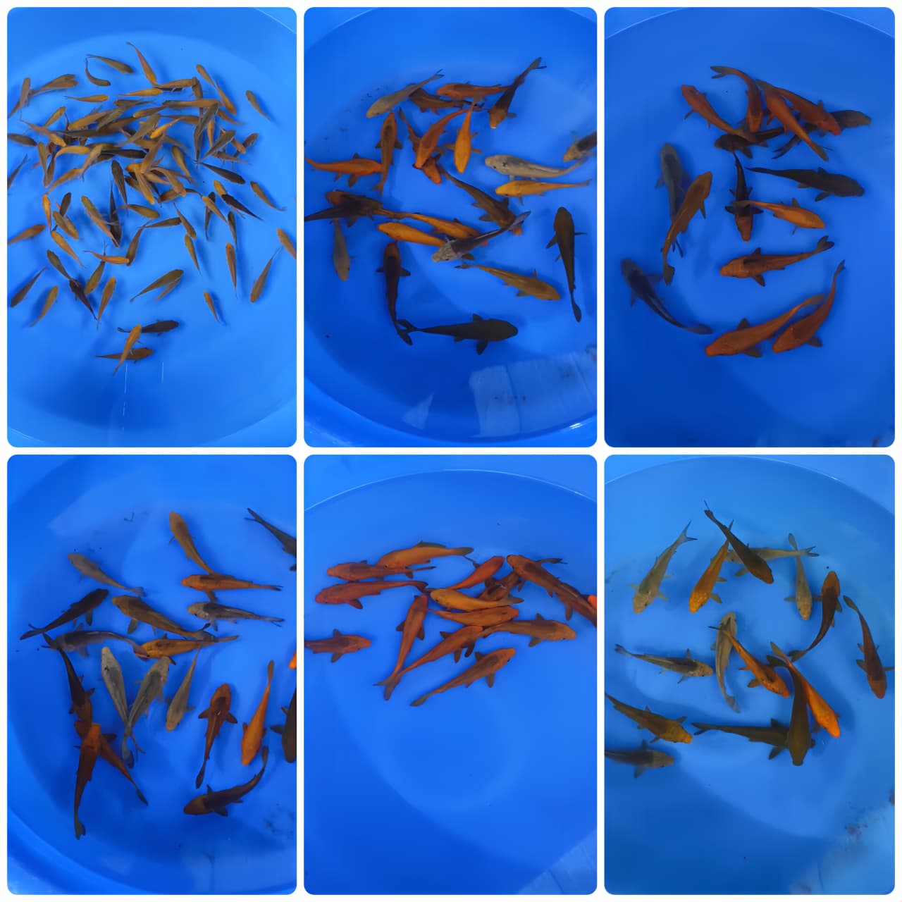 Lelang Koi Online, Jual Beli Ikan Koi, Pasar Koi Terbaik, Agen Lelang Koi, Penawaran Koi Berkualitas, Harga Jual Koi, Lelang Ikan Koi Import, Beli Koi Online, Jual Koi Murah, Koi Showroom, Penjual Koi Terpercaya, Lelang Koi Jakarta, Jual Koi Lokal, Koi Kualitas Unggul, Harga Terbaik Koi, Jual Koi Indukan, Lelang Ikan Hias Koi, Pasar Koi Indonesia, Beli Koi Berkualitas Tinggi, Koi Farm Terbesar, Jual Beli Koi Impor, Lelang Ikan Koi Kualitas Premium, Daftar Harga Koi Terbaru, Pusat Jual Beli Koi, Info Lelang Koi Hari Ini.