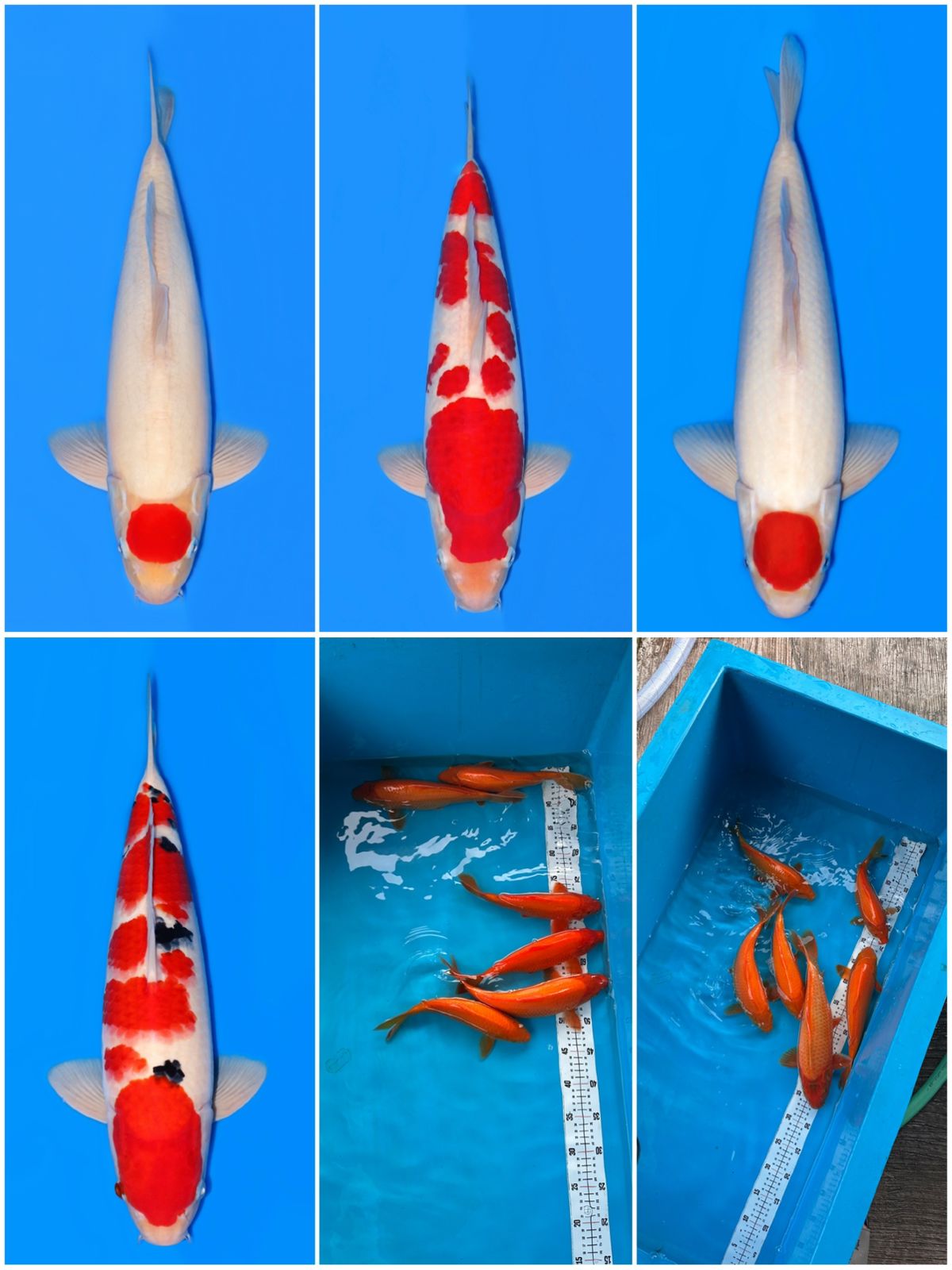 Lelang Koi Online, Jual Beli Ikan Koi, Pasar Koi Terbaik, Agen Lelang Koi, Penawaran Koi Berkualitas, Harga Jual Koi, Lelang Ikan Koi Import, Beli Koi Online, Jual Koi Murah, Koi Showroom, Penjual Koi Terpercaya, Lelang Koi Jakarta, Jual Koi Lokal, Koi Kualitas Unggul, Harga Terbaik Koi, Jual Koi Indukan, Lelang Ikan Hias Koi, Pasar Koi Indonesia, Beli Koi Berkualitas Tinggi, Koi Farm Terbesar, Jual Beli Koi Impor, Lelang Ikan Koi Kualitas Premium, Daftar Harga Koi Terbaru, Pusat Jual Beli Koi, Info Lelang Koi Hari Ini.