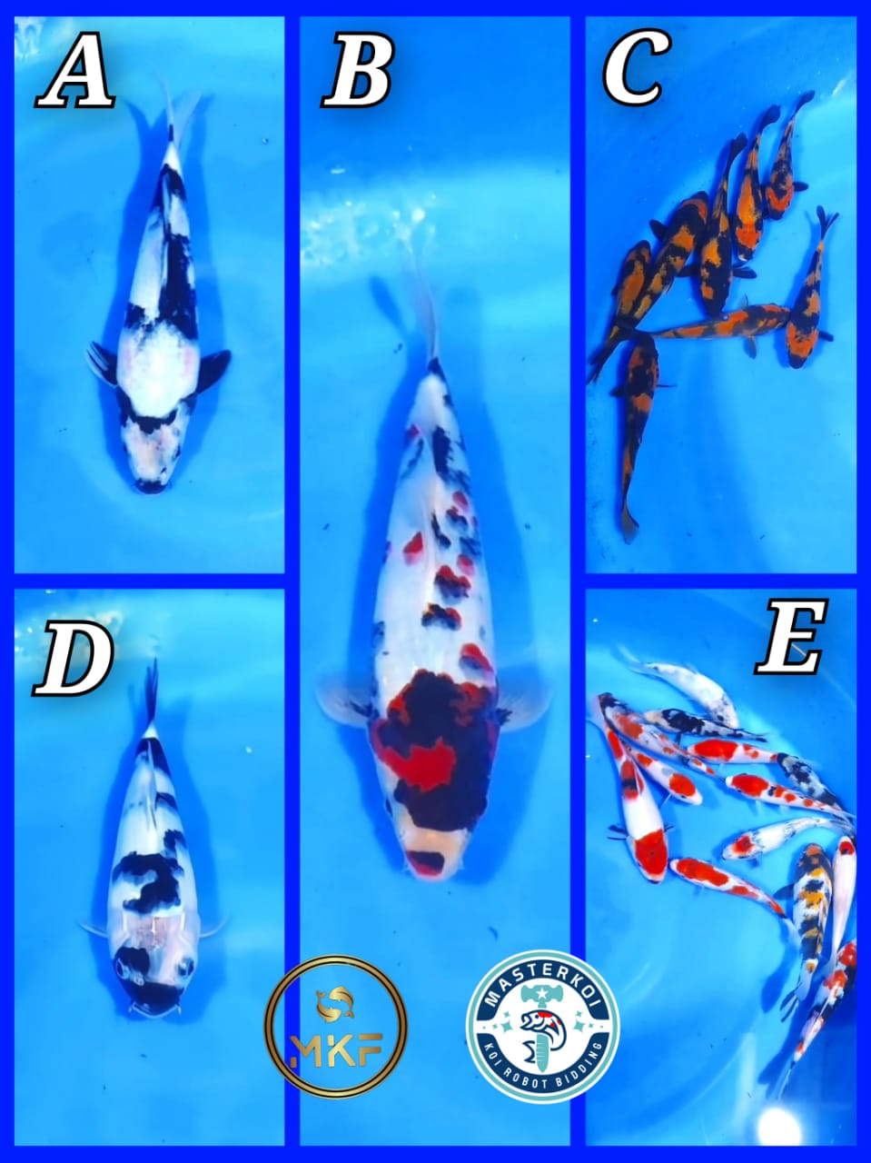Lelang Koi Online, Jual Beli Ikan Koi, Pasar Koi Terbaik, Agen Lelang Koi, Penawaran Koi Berkualitas, Harga Jual Koi, Lelang Ikan Koi Import, Beli Koi Online, Jual Koi Murah, Koi Showroom, Penjual Koi Terpercaya, Lelang Koi Jakarta, Jual Koi Lokal, Koi Kualitas Unggul, Harga Terbaik Koi, Jual Koi Indukan, Lelang Ikan Hias Koi, Pasar Koi Indonesia, Beli Koi Berkualitas Tinggi, Koi Farm Terbesar, Jual Beli Koi Impor, Lelang Ikan Koi Kualitas Premium, Daftar Harga Koi Terbaru, Pusat Jual Beli Koi, Info Lelang Koi Hari Ini.