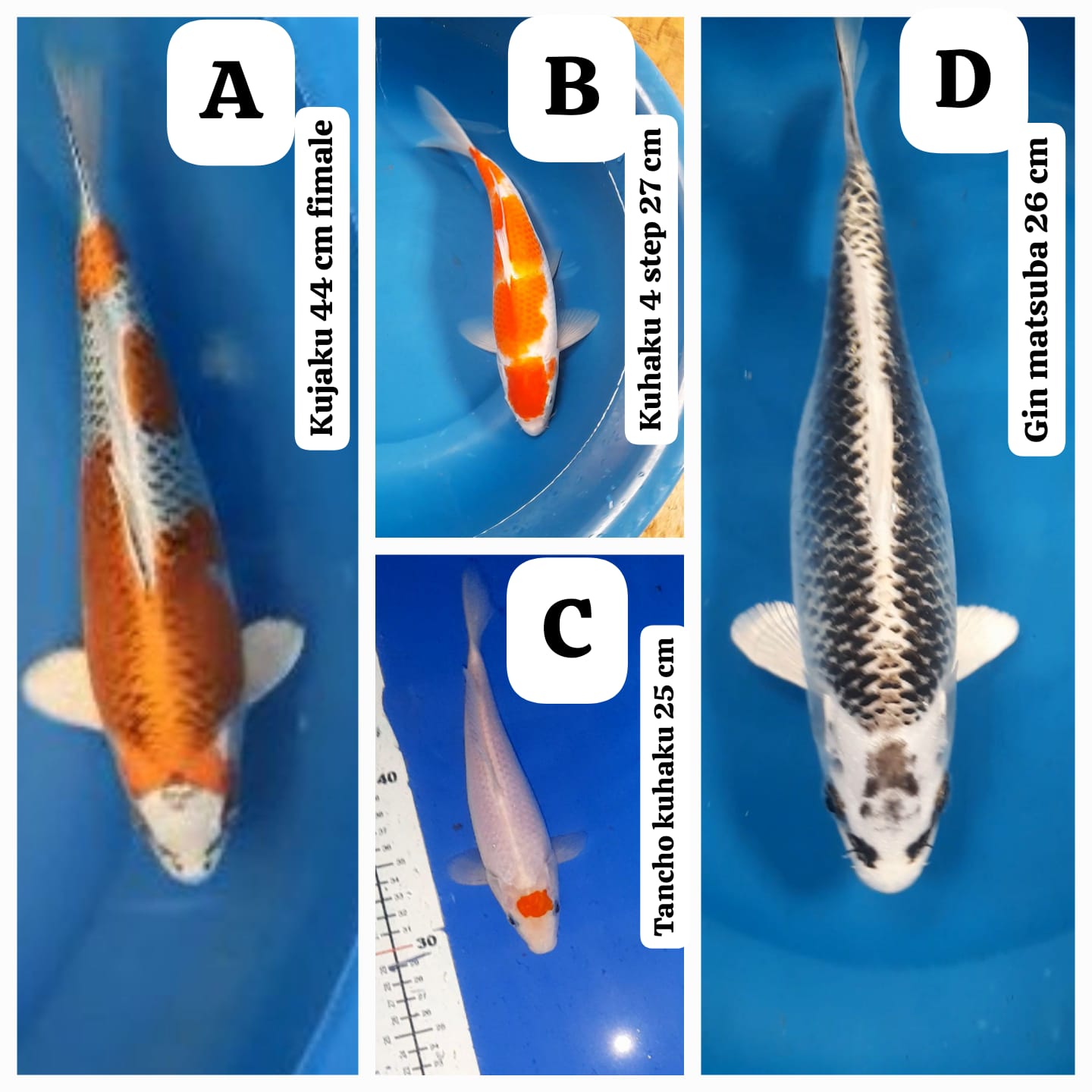 Lelang Koi Online, Jual Beli Ikan Koi, Pasar Koi Terbaik, Agen Lelang Koi, Penawaran Koi Berkualitas, Harga Jual Koi, Lelang Ikan Koi Import, Beli Koi Online, Jual Koi Murah, Koi Showroom, Penjual Koi Terpercaya, Lelang Koi Jakarta, Jual Koi Lokal, Koi Kualitas Unggul, Harga Terbaik Koi, Jual Koi Indukan, Lelang Ikan Hias Koi, Pasar Koi Indonesia, Beli Koi Berkualitas Tinggi, Koi Farm Terbesar, Jual Beli Koi Impor, Lelang Ikan Koi Kualitas Premium, Daftar Harga Koi Terbaru, Pusat Jual Beli Koi, Info Lelang Koi Hari Ini.