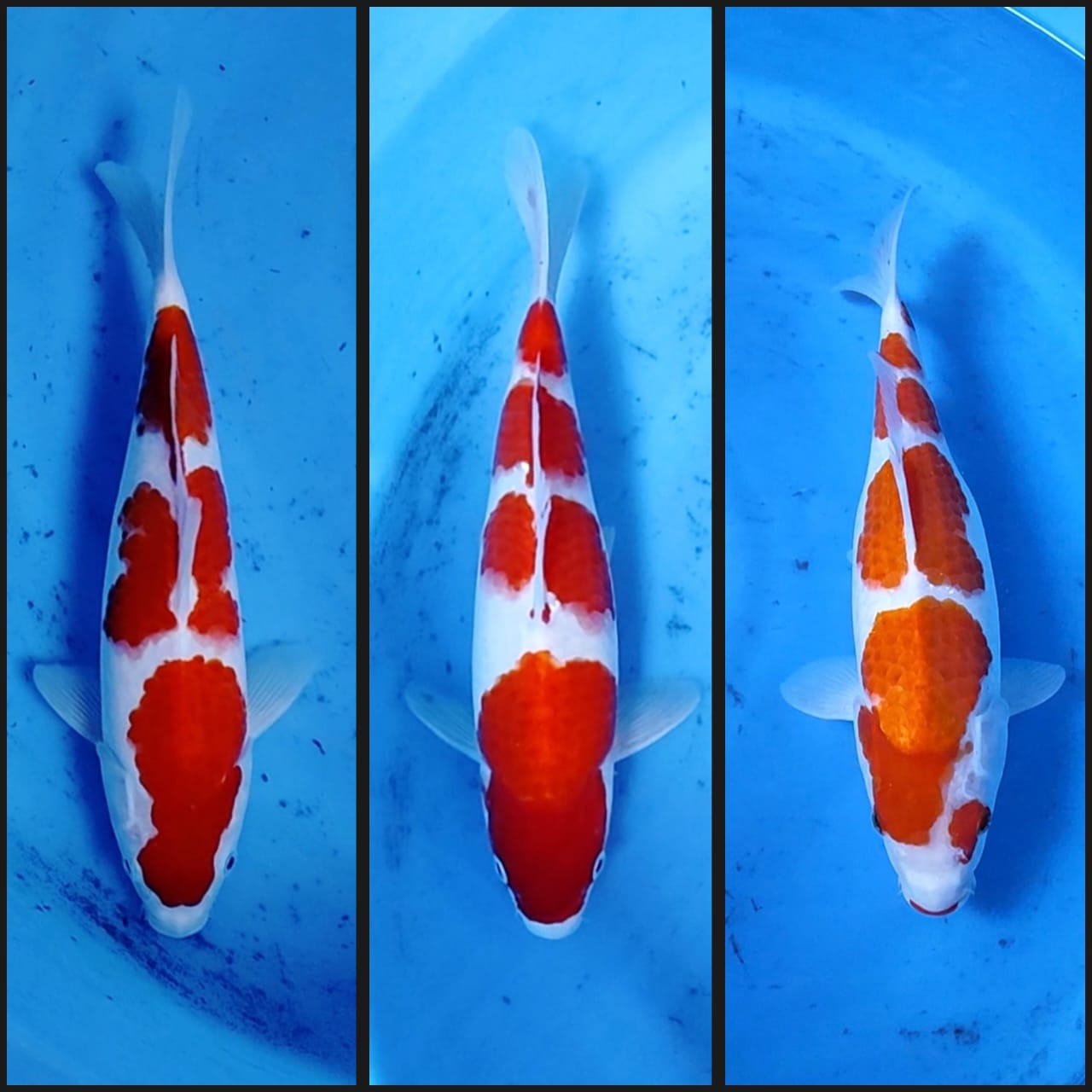 Lelang Koi Online, Jual Beli Ikan Koi, Pasar Koi Terbaik, Agen Lelang Koi, Penawaran Koi Berkualitas, Harga Jual Koi, Lelang Ikan Koi Import, Beli Koi Online, Jual Koi Murah, Koi Showroom, Penjual Koi Terpercaya, Lelang Koi Jakarta, Jual Koi Lokal, Koi Kualitas Unggul, Harga Terbaik Koi, Jual Koi Indukan, Lelang Ikan Hias Koi, Pasar Koi Indonesia, Beli Koi Berkualitas Tinggi, Koi Farm Terbesar, Jual Beli Koi Impor, Lelang Ikan Koi Kualitas Premium, Daftar Harga Koi Terbaru, Pusat Jual Beli Koi, Info Lelang Koi Hari Ini.