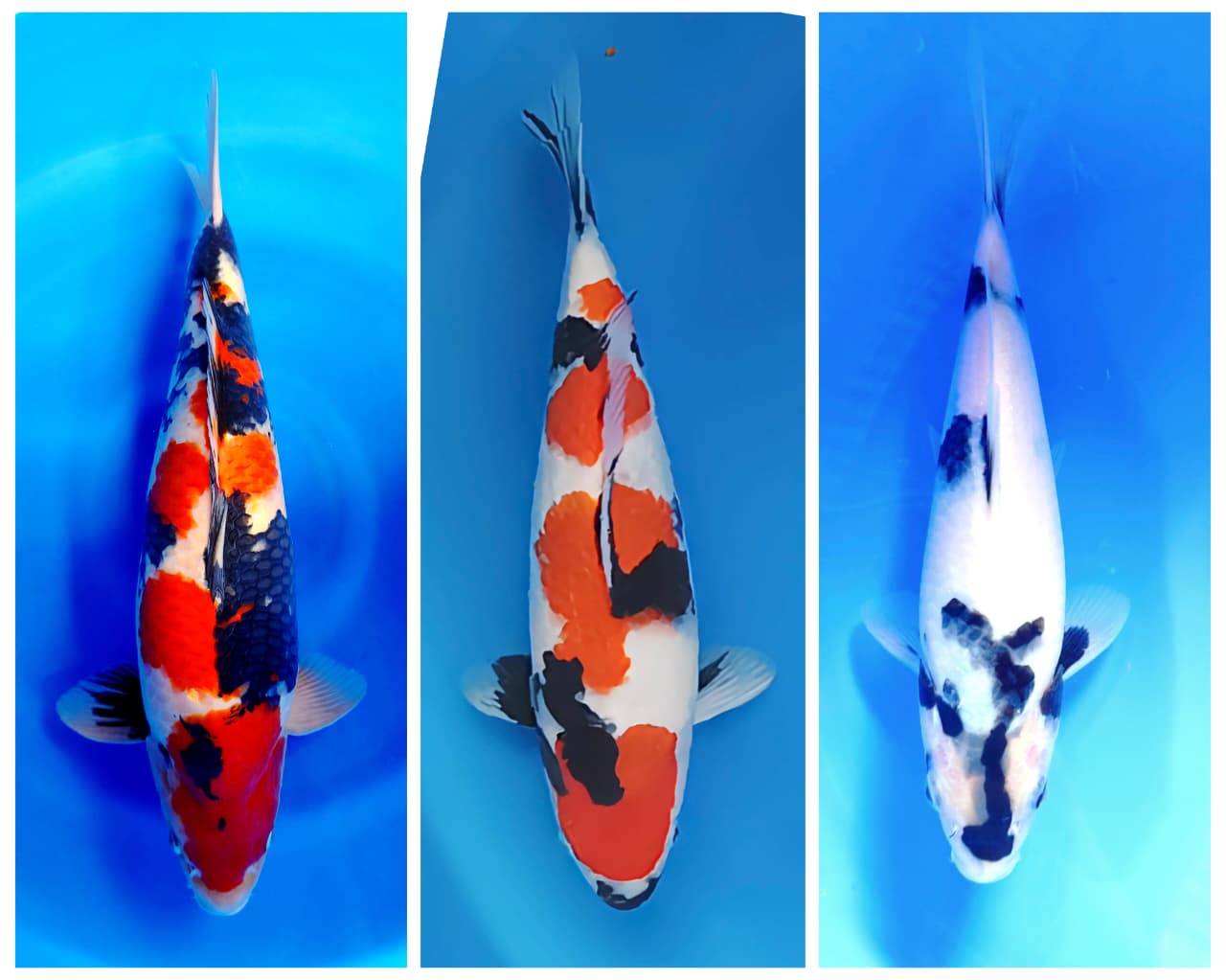 Lelang Koi Online, Jual Beli Ikan Koi, Pasar Koi Terbaik, Agen Lelang Koi, Penawaran Koi Berkualitas, Harga Jual Koi, Lelang Ikan Koi Import, Beli Koi Online, Jual Koi Murah, Koi Showroom, Penjual Koi Terpercaya, Lelang Koi Jakarta, Jual Koi Lokal, Koi Kualitas Unggul, Harga Terbaik Koi, Jual Koi Indukan, Lelang Ikan Hias Koi, Pasar Koi Indonesia, Beli Koi Berkualitas Tinggi, Koi Farm Terbesar, Jual Beli Koi Impor, Lelang Ikan Koi Kualitas Premium, Daftar Harga Koi Terbaru, Pusat Jual Beli Koi, Info Lelang Koi Hari Ini.
