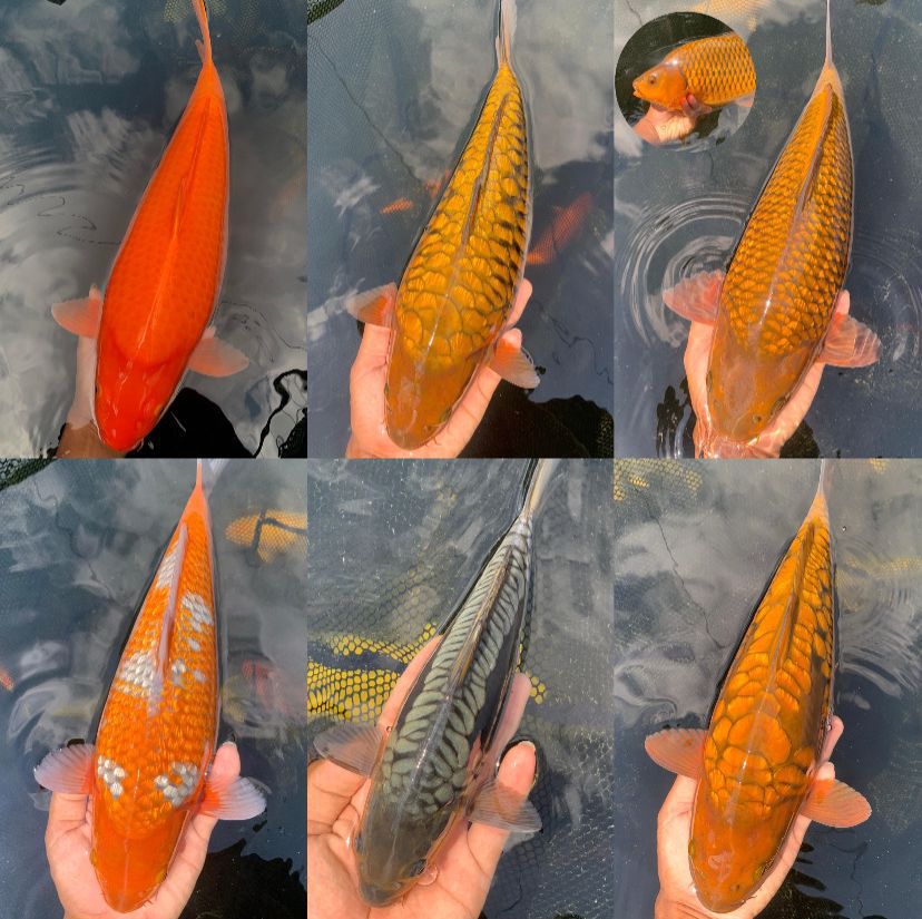 Lelang Koi Online, Jual Beli Ikan Koi, Pasar Koi Terbaik, Agen Lelang Koi, Penawaran Koi Berkualitas, Harga Jual Koi, Lelang Ikan Koi Import, Beli Koi Online, Jual Koi Murah, Koi Showroom, Penjual Koi Terpercaya, Lelang Koi Jakarta, Jual Koi Lokal, Koi Kualitas Unggul, Harga Terbaik Koi, Jual Koi Indukan, Lelang Ikan Hias Koi, Pasar Koi Indonesia, Beli Koi Berkualitas Tinggi, Koi Farm Terbesar, Jual Beli Koi Impor, Lelang Ikan Koi Kualitas Premium, Daftar Harga Koi Terbaru, Pusat Jual Beli Koi, Info Lelang Koi Hari Ini.