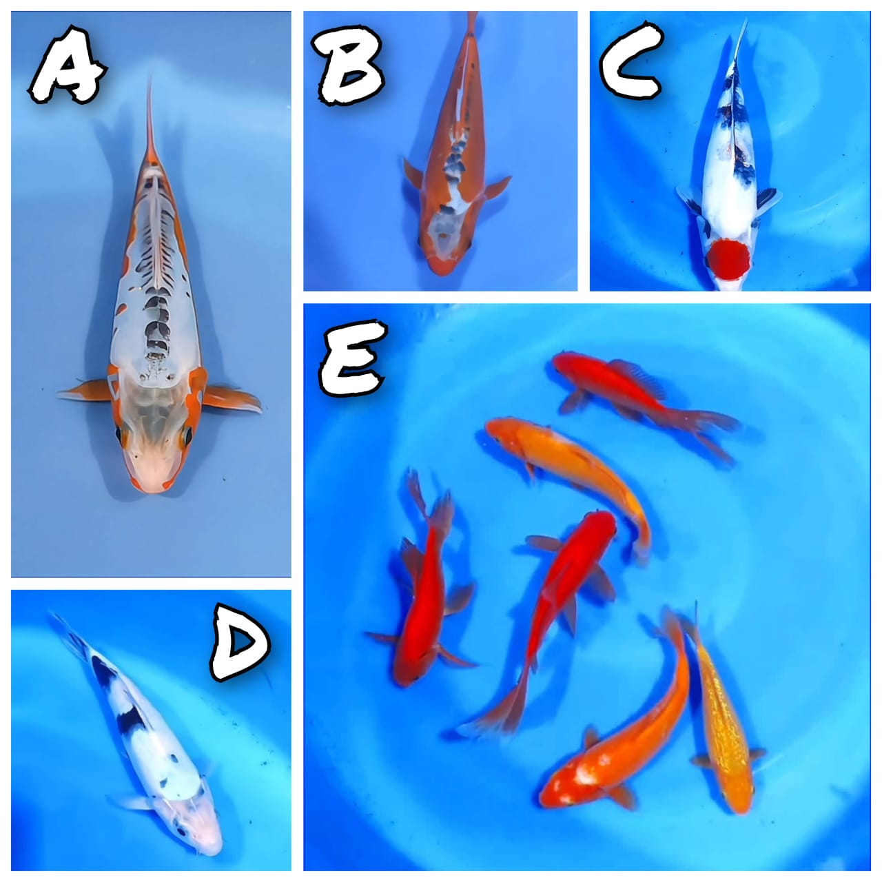 Lelang Koi Online, Jual Beli Ikan Koi, Pasar Koi Terbaik, Agen Lelang Koi, Penawaran Koi Berkualitas, Harga Jual Koi, Lelang Ikan Koi Import, Beli Koi Online, Jual Koi Murah, Koi Showroom, Penjual Koi Terpercaya, Lelang Koi Jakarta, Jual Koi Lokal, Koi Kualitas Unggul, Harga Terbaik Koi, Jual Koi Indukan, Lelang Ikan Hias Koi, Pasar Koi Indonesia, Beli Koi Berkualitas Tinggi, Koi Farm Terbesar, Jual Beli Koi Impor, Lelang Ikan Koi Kualitas Premium, Daftar Harga Koi Terbaru, Pusat Jual Beli Koi, Info Lelang Koi Hari Ini.