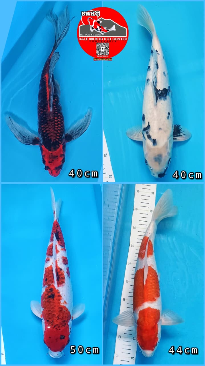 Lelang Koi Online, Jual Beli Ikan Koi, Pasar Koi Terbaik, Agen Lelang Koi, Penawaran Koi Berkualitas, Harga Jual Koi, Lelang Ikan Koi Import, Beli Koi Online, Jual Koi Murah, Koi Showroom, Penjual Koi Terpercaya, Lelang Koi Jakarta, Jual Koi Lokal, Koi Kualitas Unggul, Harga Terbaik Koi, Jual Koi Indukan, Lelang Ikan Hias Koi, Pasar Koi Indonesia, Beli Koi Berkualitas Tinggi, Koi Farm Terbesar, Jual Beli Koi Impor, Lelang Ikan Koi Kualitas Premium, Daftar Harga Koi Terbaru, Pusat Jual Beli Koi, Info Lelang Koi Hari Ini.