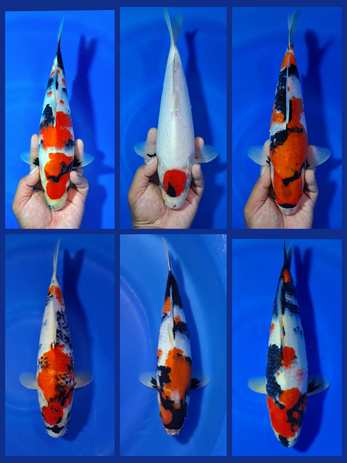 Lelang Koi Online, Jual Beli Ikan Koi, Pasar Koi Terbaik, Agen Lelang Koi, Penawaran Koi Berkualitas, Harga Jual Koi, Lelang Ikan Koi Import, Beli Koi Online, Jual Koi Murah, Koi Showroom, Penjual Koi Terpercaya, Lelang Koi Jakarta, Jual Koi Lokal, Koi Kualitas Unggul, Harga Terbaik Koi, Jual Koi Indukan, Lelang Ikan Hias Koi, Pasar Koi Indonesia, Beli Koi Berkualitas Tinggi, Koi Farm Terbesar, Jual Beli Koi Impor, Lelang Ikan Koi Kualitas Premium, Daftar Harga Koi Terbaru, Pusat Jual Beli Koi, Info Lelang Koi Hari Ini.