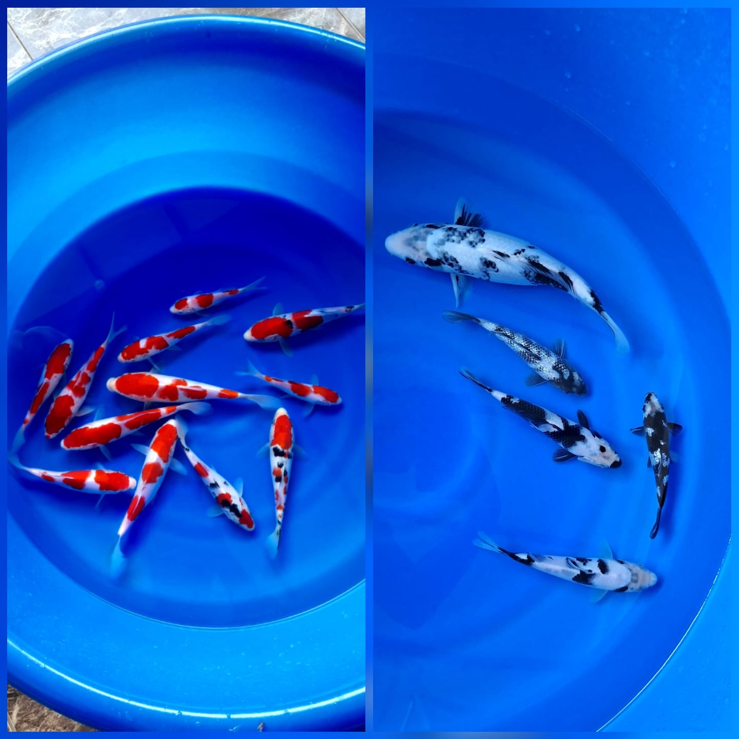 Lelang Koi Online, Jual Beli Ikan Koi, Pasar Koi Terbaik, Agen Lelang Koi, Penawaran Koi Berkualitas, Harga Jual Koi, Lelang Ikan Koi Import, Beli Koi Online, Jual Koi Murah, Koi Showroom, Penjual Koi Terpercaya, Lelang Koi Jakarta, Jual Koi Lokal, Koi Kualitas Unggul, Harga Terbaik Koi, Jual Koi Indukan, Lelang Ikan Hias Koi, Pasar Koi Indonesia, Beli Koi Berkualitas Tinggi, Koi Farm Terbesar, Jual Beli Koi Impor, Lelang Ikan Koi Kualitas Premium, Daftar Harga Koi Terbaru, Pusat Jual Beli Koi, Info Lelang Koi Hari Ini.