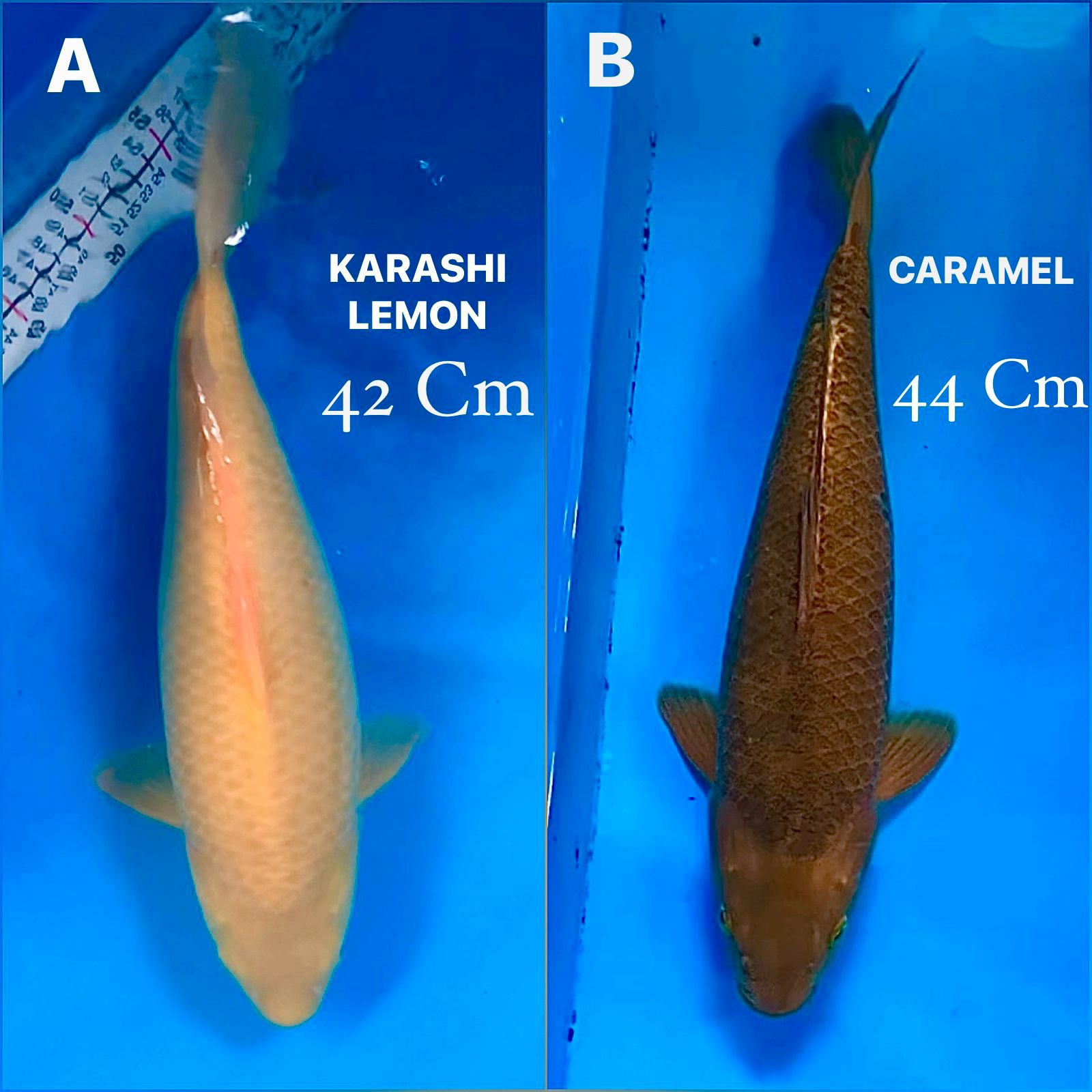 Lelang Koi Online, Jual Beli Ikan Koi, Pasar Koi Terbaik, Agen Lelang Koi, Penawaran Koi Berkualitas, Harga Jual Koi, Lelang Ikan Koi Import, Beli Koi Online, Jual Koi Murah, Koi Showroom, Penjual Koi Terpercaya, Lelang Koi Jakarta, Jual Koi Lokal, Koi Kualitas Unggul, Harga Terbaik Koi, Jual Koi Indukan, Lelang Ikan Hias Koi, Pasar Koi Indonesia, Beli Koi Berkualitas Tinggi, Koi Farm Terbesar, Jual Beli Koi Impor, Lelang Ikan Koi Kualitas Premium, Daftar Harga Koi Terbaru, Pusat Jual Beli Koi, Info Lelang Koi Hari Ini.