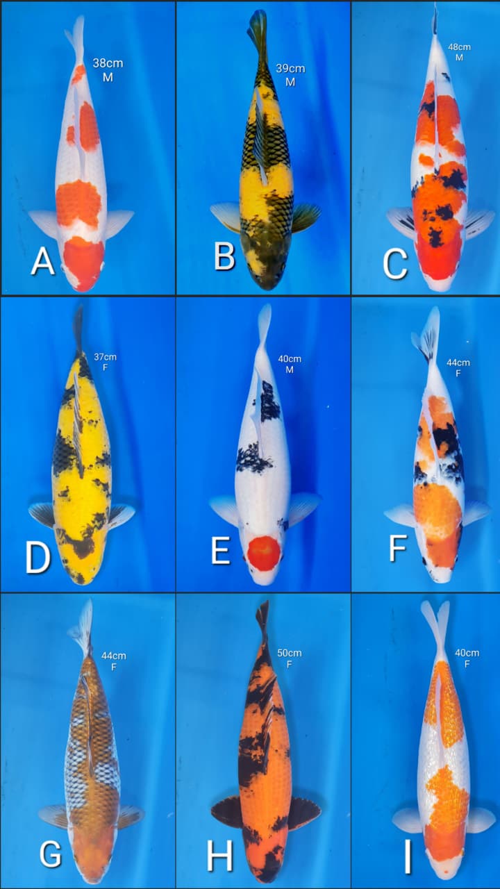 Lelang Koi Online, Jual Beli Ikan Koi, Pasar Koi Terbaik, Agen Lelang Koi, Penawaran Koi Berkualitas, Harga Jual Koi, Lelang Ikan Koi Import, Beli Koi Online, Jual Koi Murah, Koi Showroom, Penjual Koi Terpercaya, Lelang Koi Jakarta, Jual Koi Lokal, Koi Kualitas Unggul, Harga Terbaik Koi, Jual Koi Indukan, Lelang Ikan Hias Koi, Pasar Koi Indonesia, Beli Koi Berkualitas Tinggi, Koi Farm Terbesar, Jual Beli Koi Impor, Lelang Ikan Koi Kualitas Premium, Daftar Harga Koi Terbaru, Pusat Jual Beli Koi, Info Lelang Koi Hari Ini.