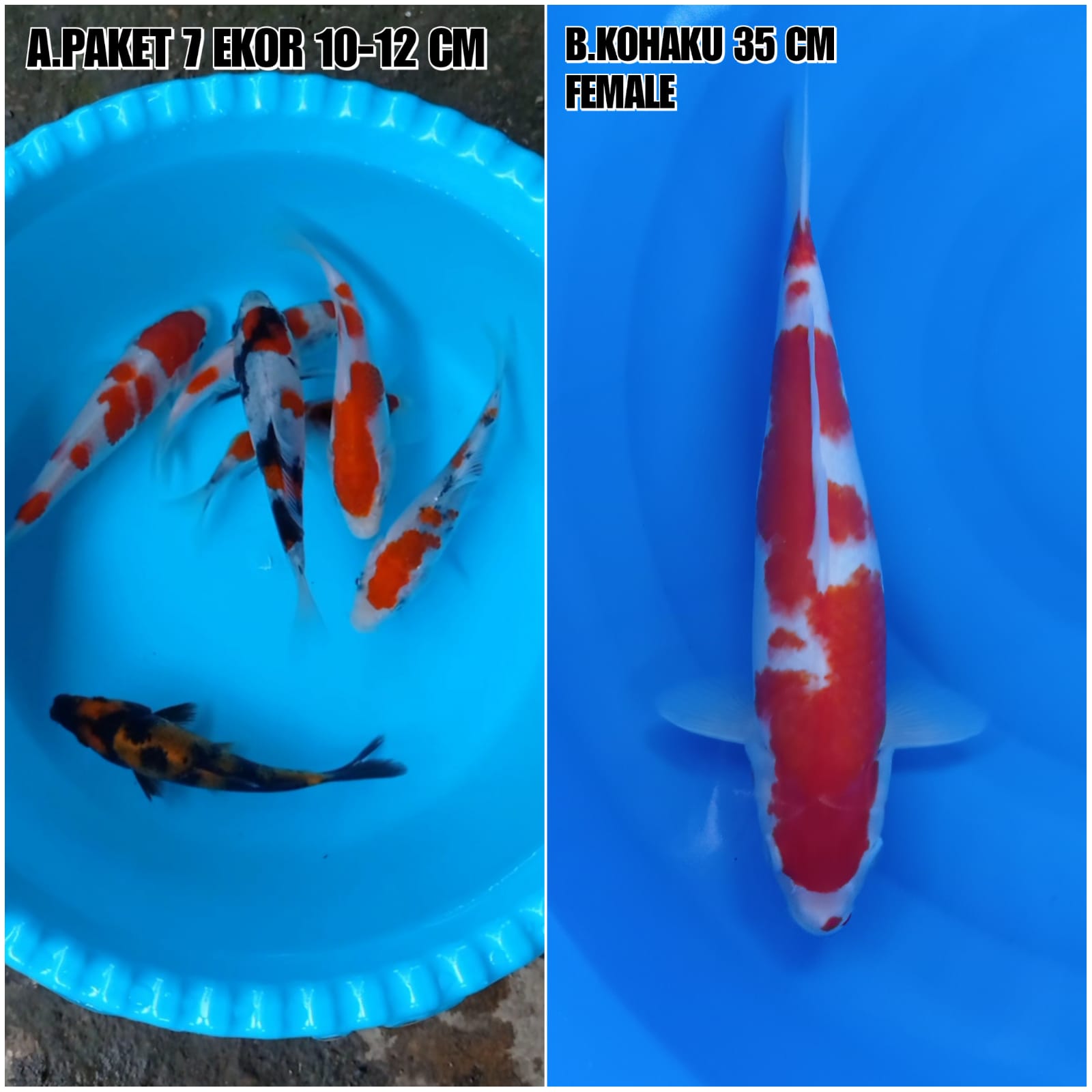Lelang Koi Online, Jual Beli Ikan Koi, Pasar Koi Terbaik, Agen Lelang Koi, Penawaran Koi Berkualitas, Harga Jual Koi, Lelang Ikan Koi Import, Beli Koi Online, Jual Koi Murah, Koi Showroom, Penjual Koi Terpercaya, Lelang Koi Jakarta, Jual Koi Lokal, Koi Kualitas Unggul, Harga Terbaik Koi, Jual Koi Indukan, Lelang Ikan Hias Koi, Pasar Koi Indonesia, Beli Koi Berkualitas Tinggi, Koi Farm Terbesar, Jual Beli Koi Impor, Lelang Ikan Koi Kualitas Premium, Daftar Harga Koi Terbaru, Pusat Jual Beli Koi, Info Lelang Koi Hari Ini.