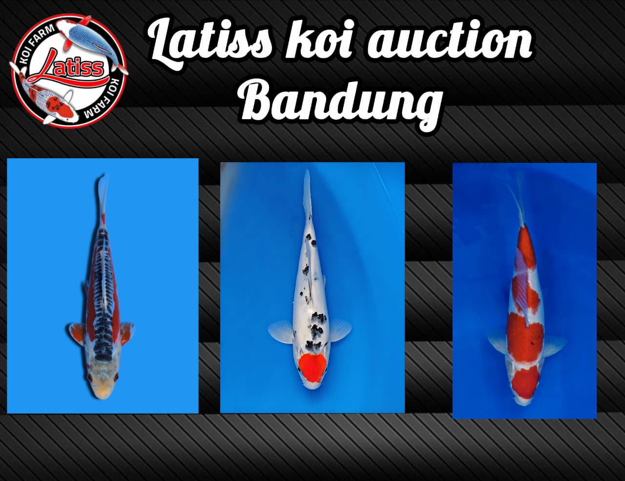Lelang Koi Online, Jual Beli Ikan Koi, Pasar Koi Terbaik, Agen Lelang Koi, Penawaran Koi Berkualitas, Harga Jual Koi, Lelang Ikan Koi Import, Beli Koi Online, Jual Koi Murah, Koi Showroom, Penjual Koi Terpercaya, Lelang Koi Jakarta, Jual Koi Lokal, Koi Kualitas Unggul, Harga Terbaik Koi, Jual Koi Indukan, Lelang Ikan Hias Koi, Pasar Koi Indonesia, Beli Koi Berkualitas Tinggi, Koi Farm Terbesar, Jual Beli Koi Impor, Lelang Ikan Koi Kualitas Premium, Daftar Harga Koi Terbaru, Pusat Jual Beli Koi, Info Lelang Koi Hari Ini.