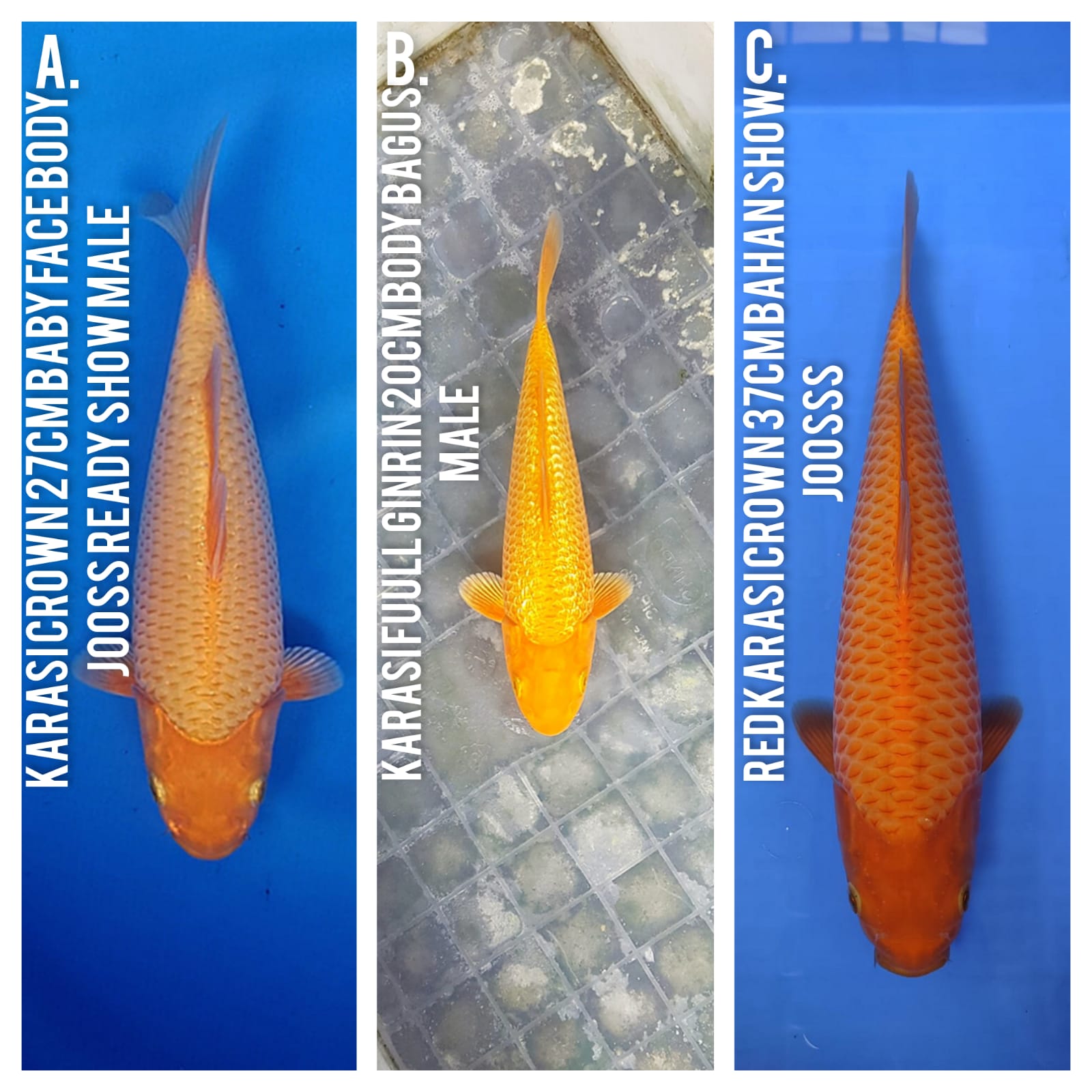 Lelang Koi Online, Jual Beli Ikan Koi, Pasar Koi Terbaik, Agen Lelang Koi, Penawaran Koi Berkualitas, Harga Jual Koi, Lelang Ikan Koi Import, Beli Koi Online, Jual Koi Murah, Koi Showroom, Penjual Koi Terpercaya, Lelang Koi Jakarta, Jual Koi Lokal, Koi Kualitas Unggul, Harga Terbaik Koi, Jual Koi Indukan, Lelang Ikan Hias Koi, Pasar Koi Indonesia, Beli Koi Berkualitas Tinggi, Koi Farm Terbesar, Jual Beli Koi Impor, Lelang Ikan Koi Kualitas Premium, Daftar Harga Koi Terbaru, Pusat Jual Beli Koi, Info Lelang Koi Hari Ini.