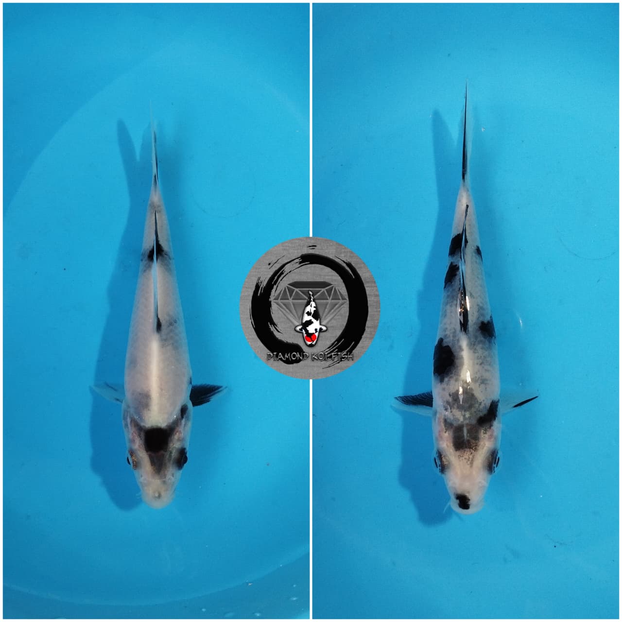Lelang Koi Online, Jual Beli Ikan Koi, Pasar Koi Terbaik, Agen Lelang Koi, Penawaran Koi Berkualitas, Harga Jual Koi, Lelang Ikan Koi Import, Beli Koi Online, Jual Koi Murah, Koi Showroom, Penjual Koi Terpercaya, Lelang Koi Jakarta, Jual Koi Lokal, Koi Kualitas Unggul, Harga Terbaik Koi, Jual Koi Indukan, Lelang Ikan Hias Koi, Pasar Koi Indonesia, Beli Koi Berkualitas Tinggi, Koi Farm Terbesar, Jual Beli Koi Impor, Lelang Ikan Koi Kualitas Premium, Daftar Harga Koi Terbaru, Pusat Jual Beli Koi, Info Lelang Koi Hari Ini.