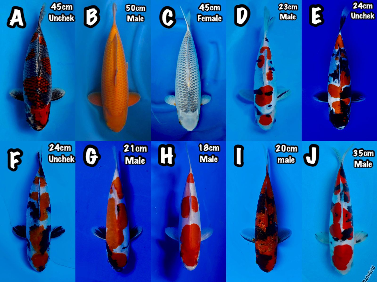 Lelang Koi Online, Jual Beli Ikan Koi, Pasar Koi Terbaik, Agen Lelang Koi, Penawaran Koi Berkualitas, Harga Jual Koi, Lelang Ikan Koi Import, Beli Koi Online, Jual Koi Murah, Koi Showroom, Penjual Koi Terpercaya, Lelang Koi Jakarta, Jual Koi Lokal, Koi Kualitas Unggul, Harga Terbaik Koi, Jual Koi Indukan, Lelang Ikan Hias Koi, Pasar Koi Indonesia, Beli Koi Berkualitas Tinggi, Koi Farm Terbesar, Jual Beli Koi Impor, Lelang Ikan Koi Kualitas Premium, Daftar Harga Koi Terbaru, Pusat Jual Beli Koi, Info Lelang Koi Hari Ini.