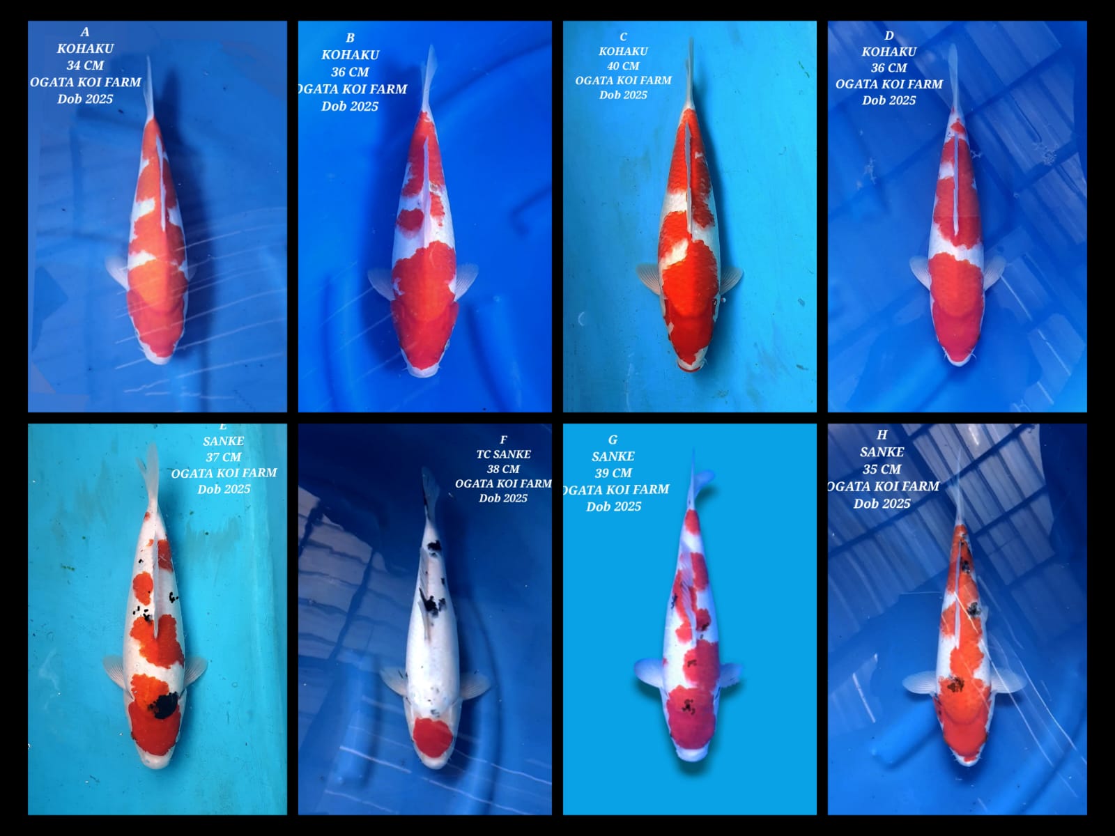Lelang Koi Online, Jual Beli Ikan Koi, Pasar Koi Terbaik, Agen Lelang Koi, Penawaran Koi Berkualitas, Harga Jual Koi, Lelang Ikan Koi Import, Beli Koi Online, Jual Koi Murah, Koi Showroom, Penjual Koi Terpercaya, Lelang Koi Jakarta, Jual Koi Lokal, Koi Kualitas Unggul, Harga Terbaik Koi, Jual Koi Indukan, Lelang Ikan Hias Koi, Pasar Koi Indonesia, Beli Koi Berkualitas Tinggi, Koi Farm Terbesar, Jual Beli Koi Impor, Lelang Ikan Koi Kualitas Premium, Daftar Harga Koi Terbaru, Pusat Jual Beli Koi, Info Lelang Koi Hari Ini.