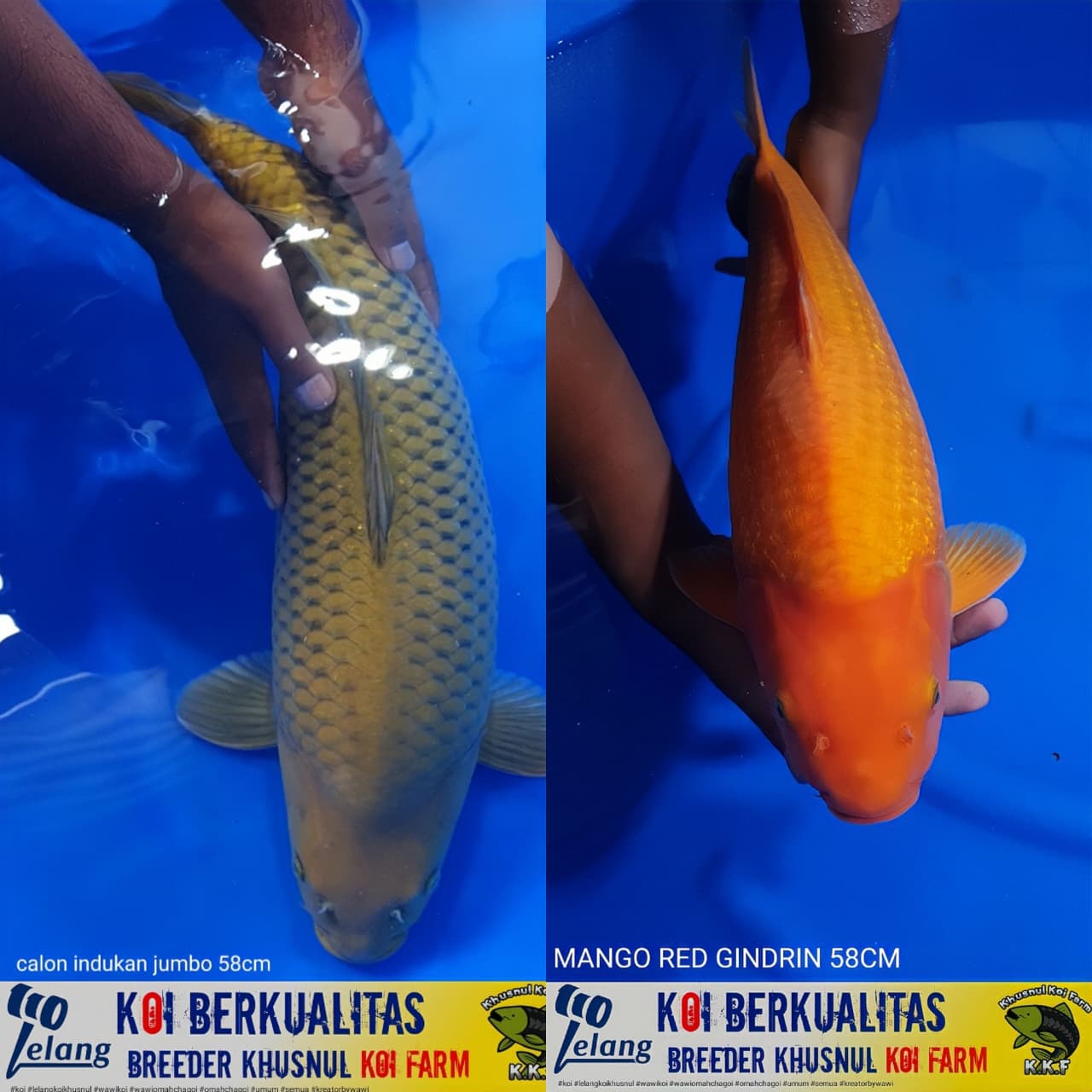 Lelang Koi Online, Jual Beli Ikan Koi, Pasar Koi Terbaik, Agen Lelang Koi, Penawaran Koi Berkualitas, Harga Jual Koi, Lelang Ikan Koi Import, Beli Koi Online, Jual Koi Murah, Koi Showroom, Penjual Koi Terpercaya, Lelang Koi Jakarta, Jual Koi Lokal, Koi Kualitas Unggul, Harga Terbaik Koi, Jual Koi Indukan, Lelang Ikan Hias Koi, Pasar Koi Indonesia, Beli Koi Berkualitas Tinggi, Koi Farm Terbesar, Jual Beli Koi Impor, Lelang Ikan Koi Kualitas Premium, Daftar Harga Koi Terbaru, Pusat Jual Beli Koi, Info Lelang Koi Hari Ini.