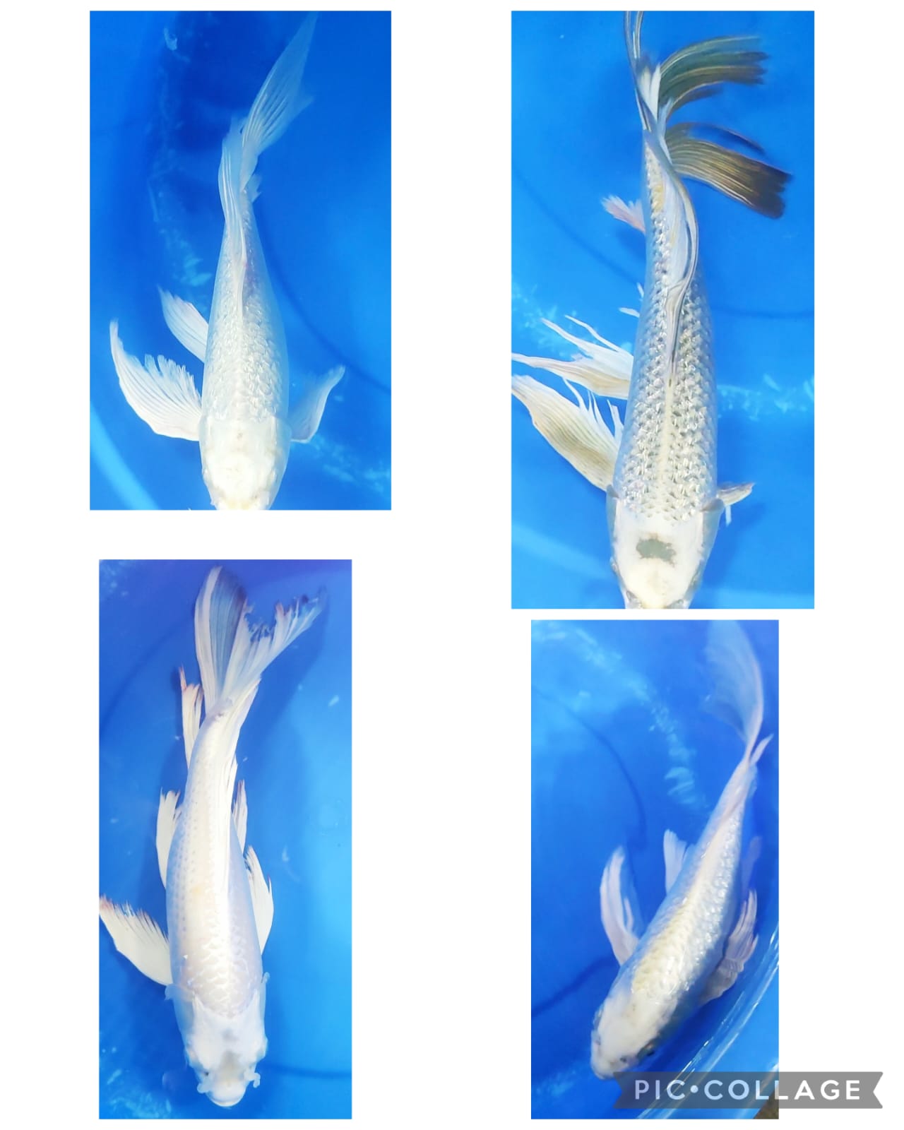 Lelang Koi Online, Jual Beli Ikan Koi, Pasar Koi Terbaik, Agen Lelang Koi, Penawaran Koi Berkualitas, Harga Jual Koi, Lelang Ikan Koi Import, Beli Koi Online, Jual Koi Murah, Koi Showroom, Penjual Koi Terpercaya, Lelang Koi Jakarta, Jual Koi Lokal, Koi Kualitas Unggul, Harga Terbaik Koi, Jual Koi Indukan, Lelang Ikan Hias Koi, Pasar Koi Indonesia, Beli Koi Berkualitas Tinggi, Koi Farm Terbesar, Jual Beli Koi Impor, Lelang Ikan Koi Kualitas Premium, Daftar Harga Koi Terbaru, Pusat Jual Beli Koi, Info Lelang Koi Hari Ini.