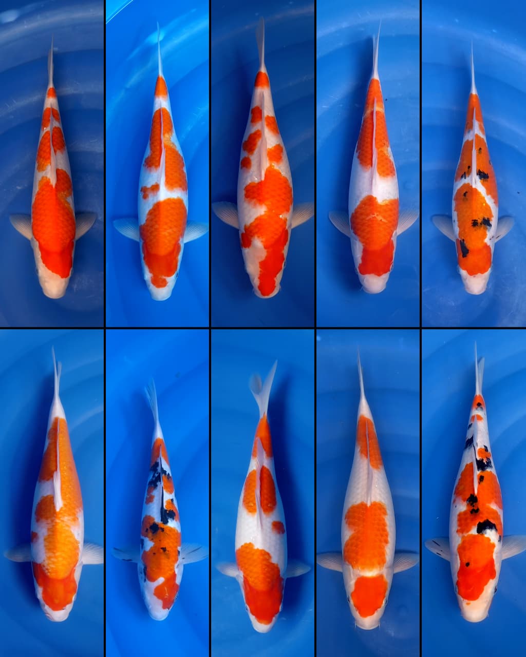 Lelang Koi Online, Jual Beli Ikan Koi, Pasar Koi Terbaik, Agen Lelang Koi, Penawaran Koi Berkualitas, Harga Jual Koi, Lelang Ikan Koi Import, Beli Koi Online, Jual Koi Murah, Koi Showroom, Penjual Koi Terpercaya, Lelang Koi Jakarta, Jual Koi Lokal, Koi Kualitas Unggul, Harga Terbaik Koi, Jual Koi Indukan, Lelang Ikan Hias Koi, Pasar Koi Indonesia, Beli Koi Berkualitas Tinggi, Koi Farm Terbesar, Jual Beli Koi Impor, Lelang Ikan Koi Kualitas Premium, Daftar Harga Koi Terbaru, Pusat Jual Beli Koi, Info Lelang Koi Hari Ini.