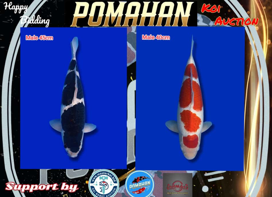 Lelang Koi Online, Jual Beli Ikan Koi, Pasar Koi Terbaik, Agen Lelang Koi, Penawaran Koi Berkualitas, Harga Jual Koi, Lelang Ikan Koi Import, Beli Koi Online, Jual Koi Murah, Koi Showroom, Penjual Koi Terpercaya, Lelang Koi Jakarta, Jual Koi Lokal, Koi Kualitas Unggul, Harga Terbaik Koi, Jual Koi Indukan, Lelang Ikan Hias Koi, Pasar Koi Indonesia, Beli Koi Berkualitas Tinggi, Koi Farm Terbesar, Jual Beli Koi Impor, Lelang Ikan Koi Kualitas Premium, Daftar Harga Koi Terbaru, Pusat Jual Beli Koi, Info Lelang Koi Hari Ini.