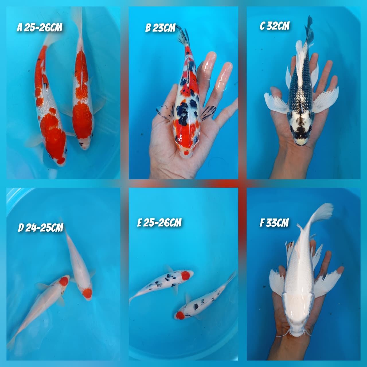 Lelang Koi Online, Jual Beli Ikan Koi, Pasar Koi Terbaik, Agen Lelang Koi, Penawaran Koi Berkualitas, Harga Jual Koi, Lelang Ikan Koi Import, Beli Koi Online, Jual Koi Murah, Koi Showroom, Penjual Koi Terpercaya, Lelang Koi Jakarta, Jual Koi Lokal, Koi Kualitas Unggul, Harga Terbaik Koi, Jual Koi Indukan, Lelang Ikan Hias Koi, Pasar Koi Indonesia, Beli Koi Berkualitas Tinggi, Koi Farm Terbesar, Jual Beli Koi Impor, Lelang Ikan Koi Kualitas Premium, Daftar Harga Koi Terbaru, Pusat Jual Beli Koi, Info Lelang Koi Hari Ini.