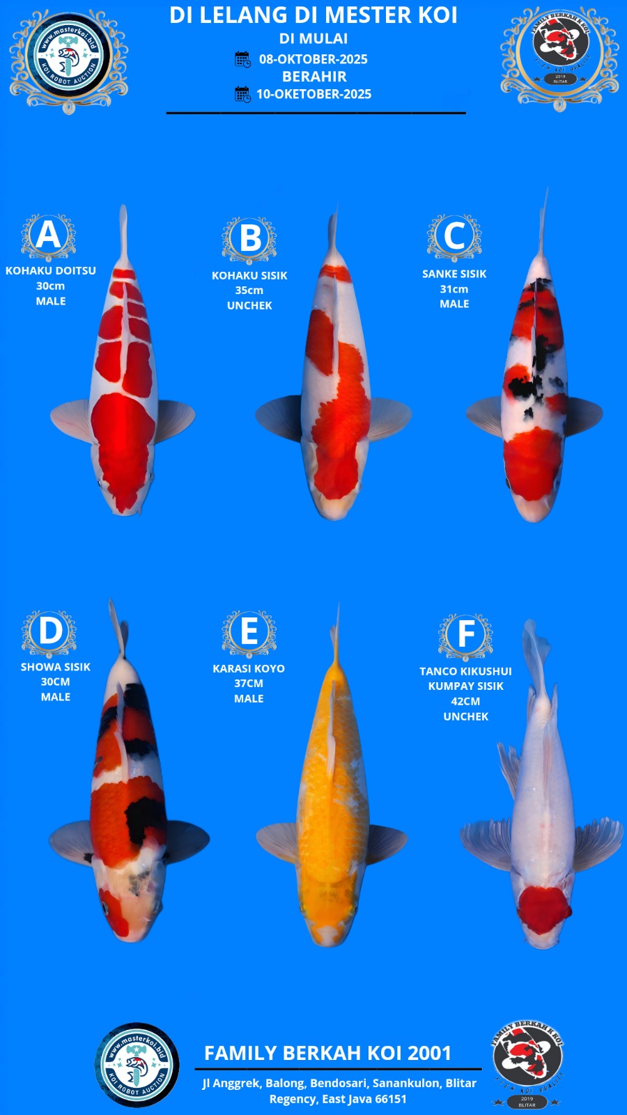 Lelang Koi Online, Jual Beli Ikan Koi, Pasar Koi Terbaik, Agen Lelang Koi, Penawaran Koi Berkualitas, Harga Jual Koi, Lelang Ikan Koi Import, Beli Koi Online, Jual Koi Murah, Koi Showroom, Penjual Koi Terpercaya, Lelang Koi Jakarta, Jual Koi Lokal, Koi Kualitas Unggul, Harga Terbaik Koi, Jual Koi Indukan, Lelang Ikan Hias Koi, Pasar Koi Indonesia, Beli Koi Berkualitas Tinggi, Koi Farm Terbesar, Jual Beli Koi Impor, Lelang Ikan Koi Kualitas Premium, Daftar Harga Koi Terbaru, Pusat Jual Beli Koi, Info Lelang Koi Hari Ini.